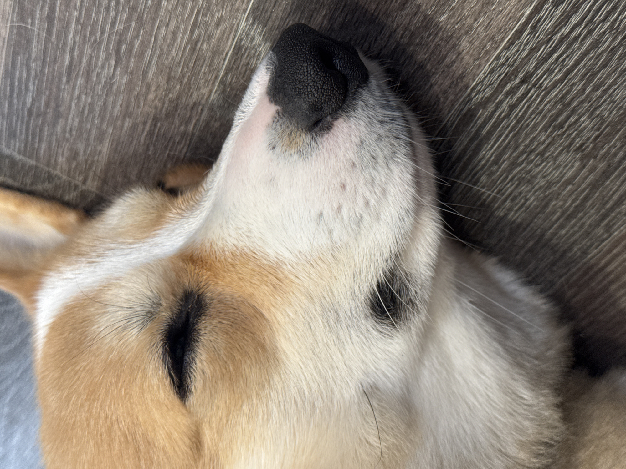 Close-up view of a sleeping corgi dog. The dog is lying on its back with its nose and face facing upwards. The dog has tan and white fur. The background is a gray wood-grain surface. It is not possible to determine the location in Votkinsk, Russia from the provided image.