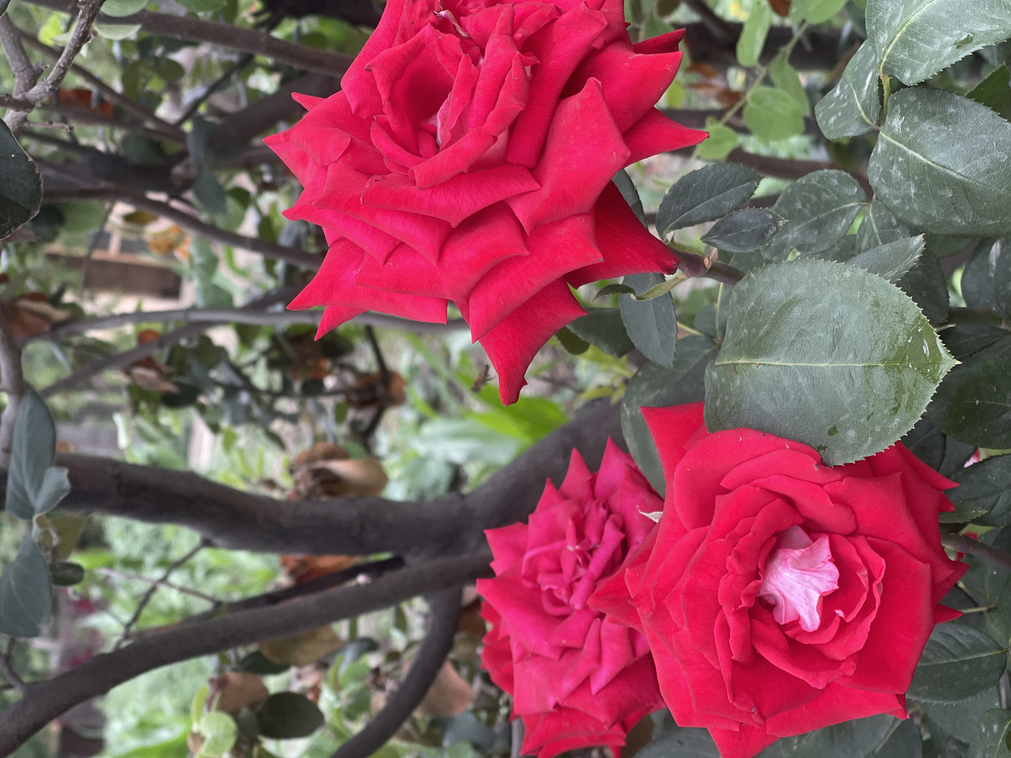 A close-up, vertical shot showcases three vibrant red roses in bloom, with their petals unfurling in various stages of openness. The rose in the foreground, slightly to the left, is the most fully open, revealing a lighter pink or white center. To its right, a second rose is partially visible, its deep red petals forming a tight spiral. Further back and to the left, a third rose is also in focus, with its center slightly obscured. The roses are surrounded by dark green, serrated leaves, some of which appear slightly damp, possibly from recent rain. The background is softly blurred, revealing the dark, gnarled branches of a bush or small tree, with hints of lighter green foliage and a muted, earthy tone beyond. The scene suggests a garden setting, possibly in a rural or suburban area, given the naturalistic backdrop. The lighting appears overcast or diffused, creating soft shadows and highlighting the rich color of the roses. This image does not contain any people or specific landmarks that would allow for pinpointing a location within the city of Кызыл-Тоо, Kyrgyzstan.