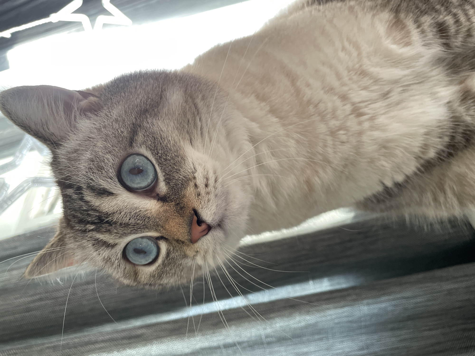 The image is a close-up, low-angle shot of a lynx-point Siamese cat. The cat has striking blue eyes, gray tabby markings on its face and ears, and a creamy white body with lighter gray tabby stripes. Its nose is a soft pink. The cat is looking directly at the camera with a curious expression.
The background is out of focus but appears to be an indoor setting with horizontal blinds visible in the lower half of the frame. The upper part of the image shows a bright, blown-out light source, possibly from a window. The lighting suggests it might be daytime.
The image is a still photograph. There is no visible text. The overall impression is one of intimacy and focus on the cat's captivating gaze.