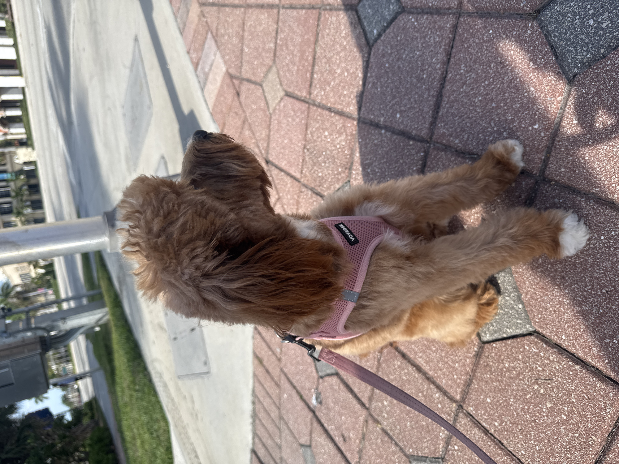 A medium-shot, eye-level outdoor photograph captures a medium-sized, light brown dog with fluffy fur sitting on a paved walkway in Boca Raton, Florida. The dog is wearing a pink mesh harness with a leash attached. The dog is facing to the right, looking off-camera. The walkway is made of reddish-brown hexagonal pavers interspersed with gray square pavers. In the background, a sidewalk and a grassy area are visible, followed by a street and buildings with palm trees. The lighting suggests it is daytime, with shadows cast on the ground.