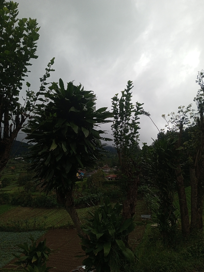This image captures an overcast, rural landscape within Bangtsho, Bhutan. The foreground is dominated by various dark green trees and foliage. On the left, a tall, slender tree with lighter green leaves rises. Centrally, a tree with a dense, fan-like cluster of broad, dark green leaves forms a prominent, bushy crown. To the right, multiple slender tree trunks with sparse green foliage are visible. Beneath these trees, the midground reveals sloped, cultivated agricultural fields, with distinct rows of tilled brown soil and patches of green crops. Scattered across a distant hillside are several structures, presumably houses, characterized by light-colored walls and prominent reddish-brown roofs. The background features hazy, distant mountains partially obscured by a thick, grey, overcast sky. No people, discernible actions, or interactions are visible in the scene.