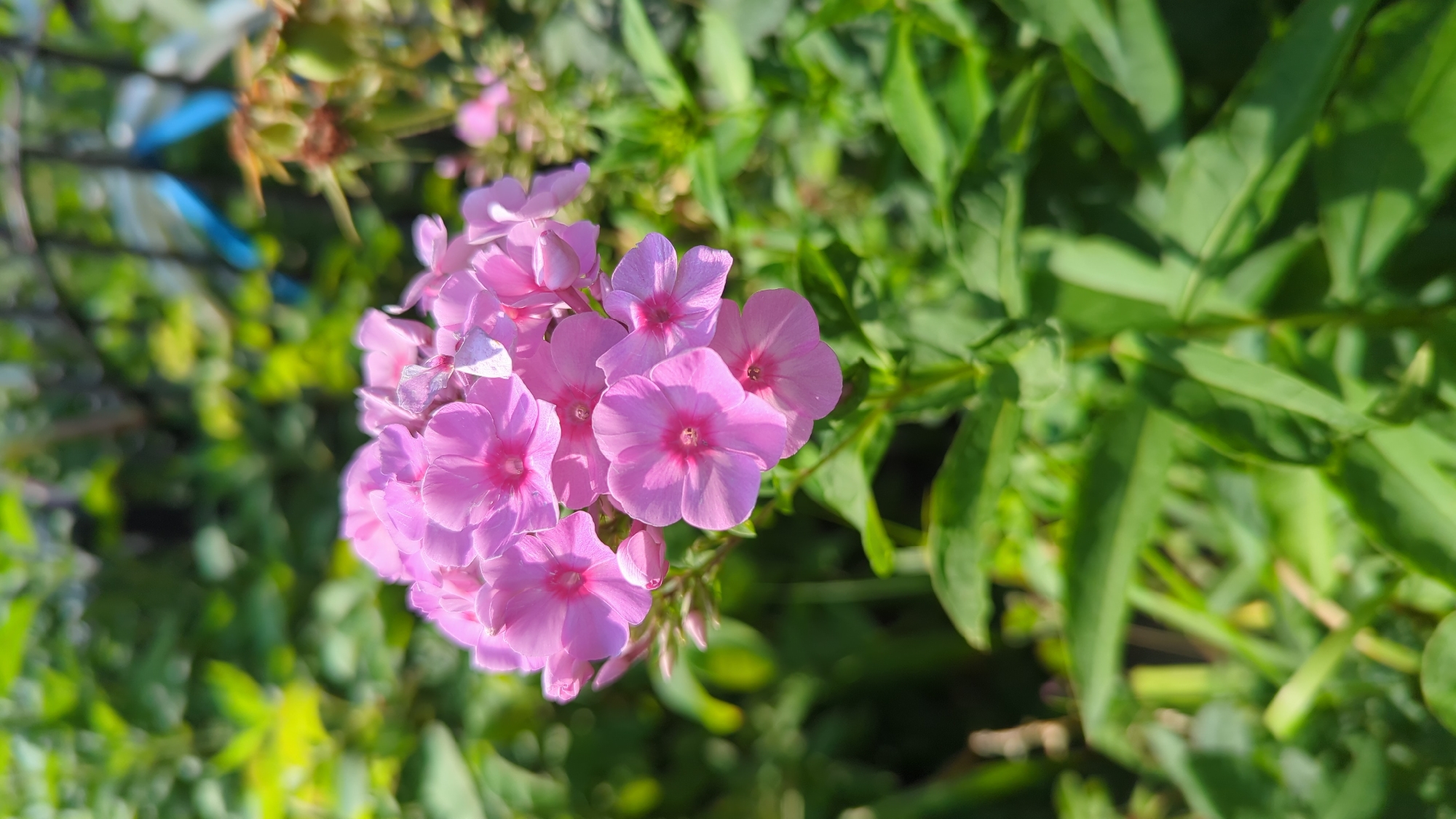 A cluster of bright pink phlox flowers with five petals each and a deeper pink center is in focus. The flowers are growing in a garden with lush green foliage surrounding them. The background is blurred, suggesting a sunny day with soft light. There are no people or animals visible in the image. The scene is a close-up shot of the flowers. The location is not specified in the image, and therefore cannot be determined to be Montreal, Canada.