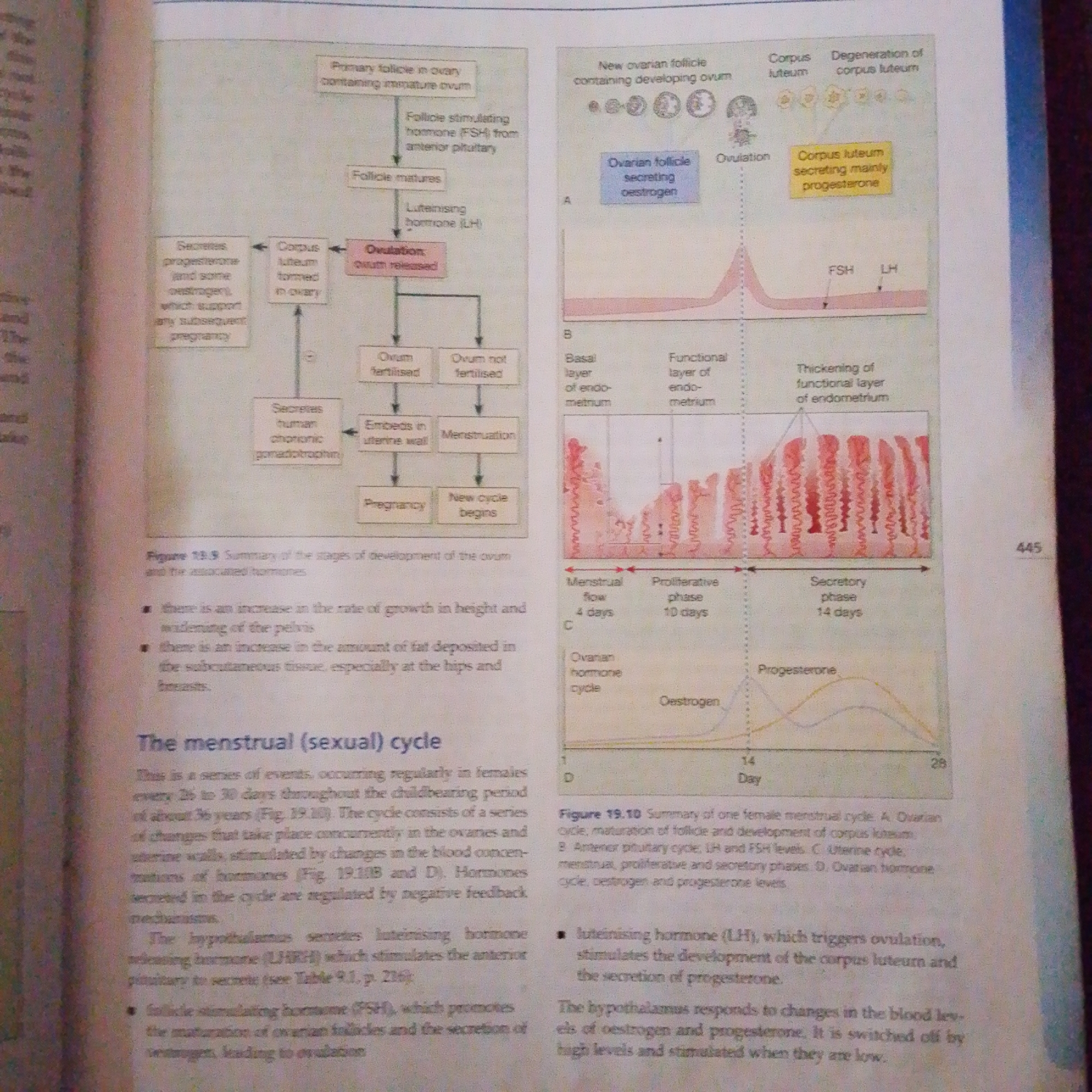The image provided is a page from a biology textbook, discussing the menstrual cycle. It contains several diagrams and text illustrating the hormonal regulation and physiological changes during the cycle. There is no information related to Jalingo, Nigeria, or any urban environment.