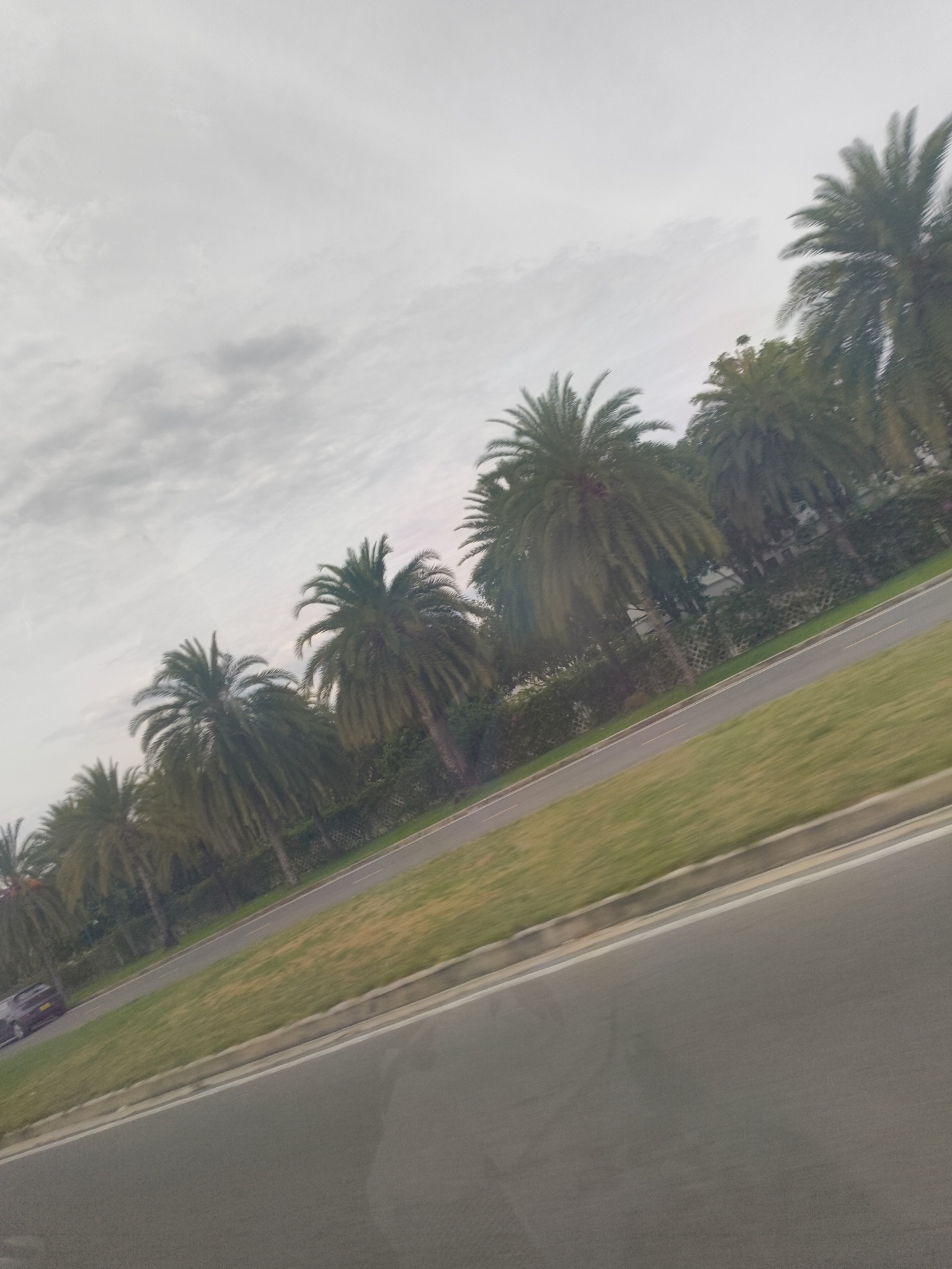 A tilted shot captures a line of palm trees along a grassy median next to a paved road. The sky is overcast with a light gray hue. A dark-colored car is visible on the left side of the road, and a low concrete barrier separates the grass from the road. The scene appears to be an urban or suburban setting.