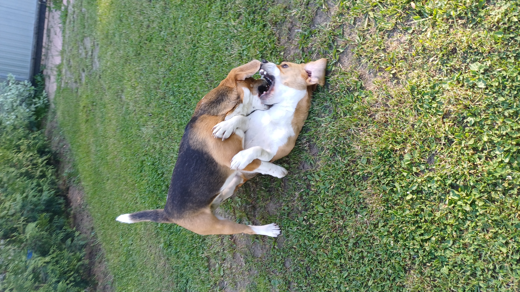 Two Beagle dogs are captured mid-play on a grassy lawn during what appears to be a clear, sunny day. One dog, with a tricolor coat of black, brown, and white, is lying on its back with all four paws extended upwards. Its mouth is wide open, revealing its teeth, indicating a playful bark or bite. The second dog, predominantly brown and white, stands over the first, leaning down with its mouth also open, engaging in a similar playful nipping action towards the other dog's face. Both dogs exhibit energetic and joyful expressions typical of canine roughhousing.
The setting is an outdoor area featuring a mix of green grass and clover, with some areas of sparser vegetation or dirt patches. In the background, there are green bushes and foliage, along with a light-colored structure, possibly a fence or part of a building. The strong, natural light suggests daytime, possibly morning or late afternoon. There is no visible text in the image. The scene is consistent with a backyard or park setting in Timokhovo, Russia.