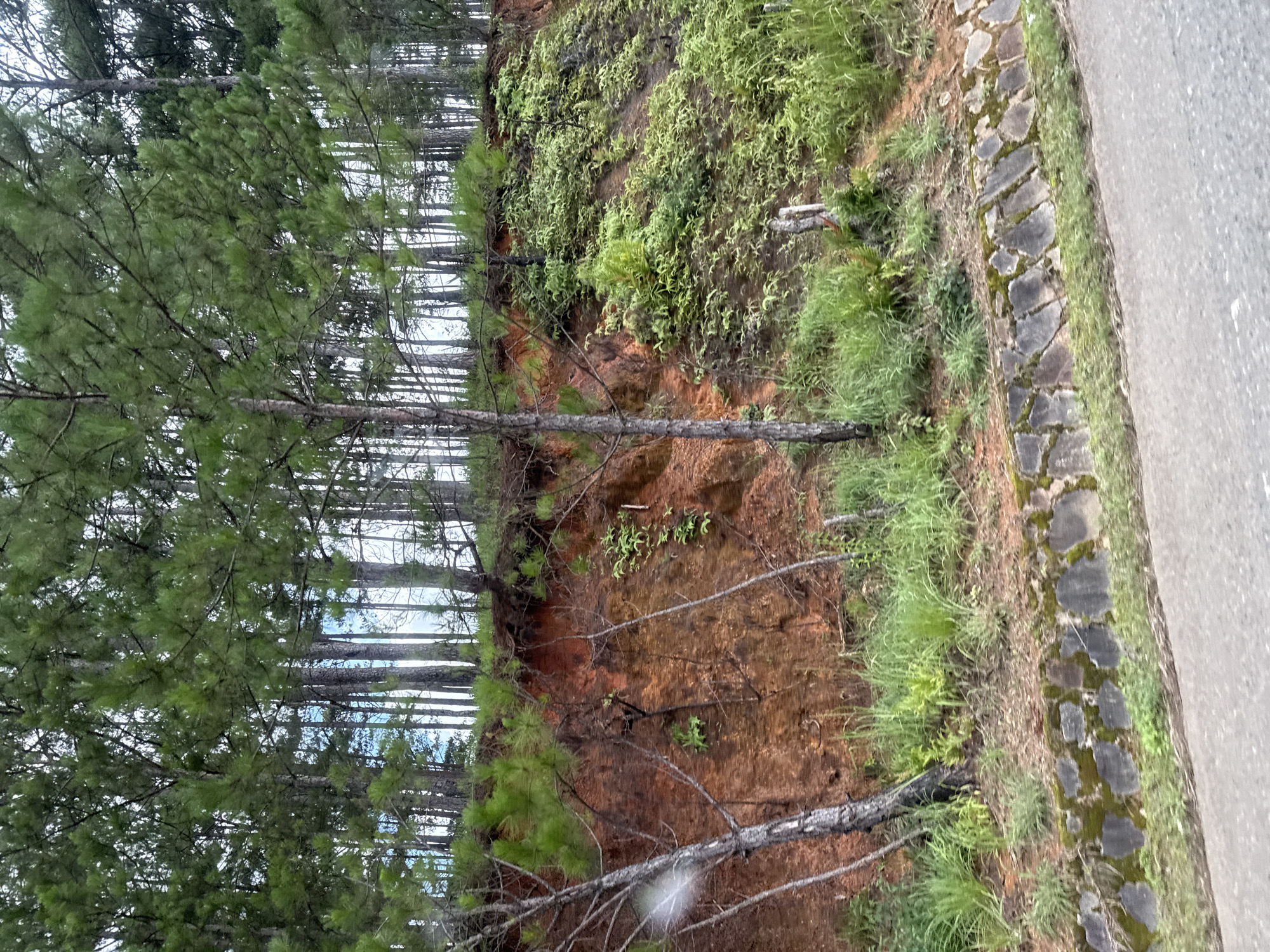 The image depicts a natural landscape beside a paved road in Thôn 1, Vietnam. A steep, reddish-brown dirt embankment rises from the road, topped by a dense forest of pine trees with tall, slender trunks and green needles. The embankment is partially covered with various types of green vegetation, including grasses and ferns. At the base of the embankment, a low, rough-hewn stone wall is visible, covered in patches of moss. The road itself is grey and appears to be asphalt. The scene suggests a rural or natural setting within the vicinity of Thôn 1, Vietnam. There are no people or animals present. The lighting indicates an overcast or partially shaded day.