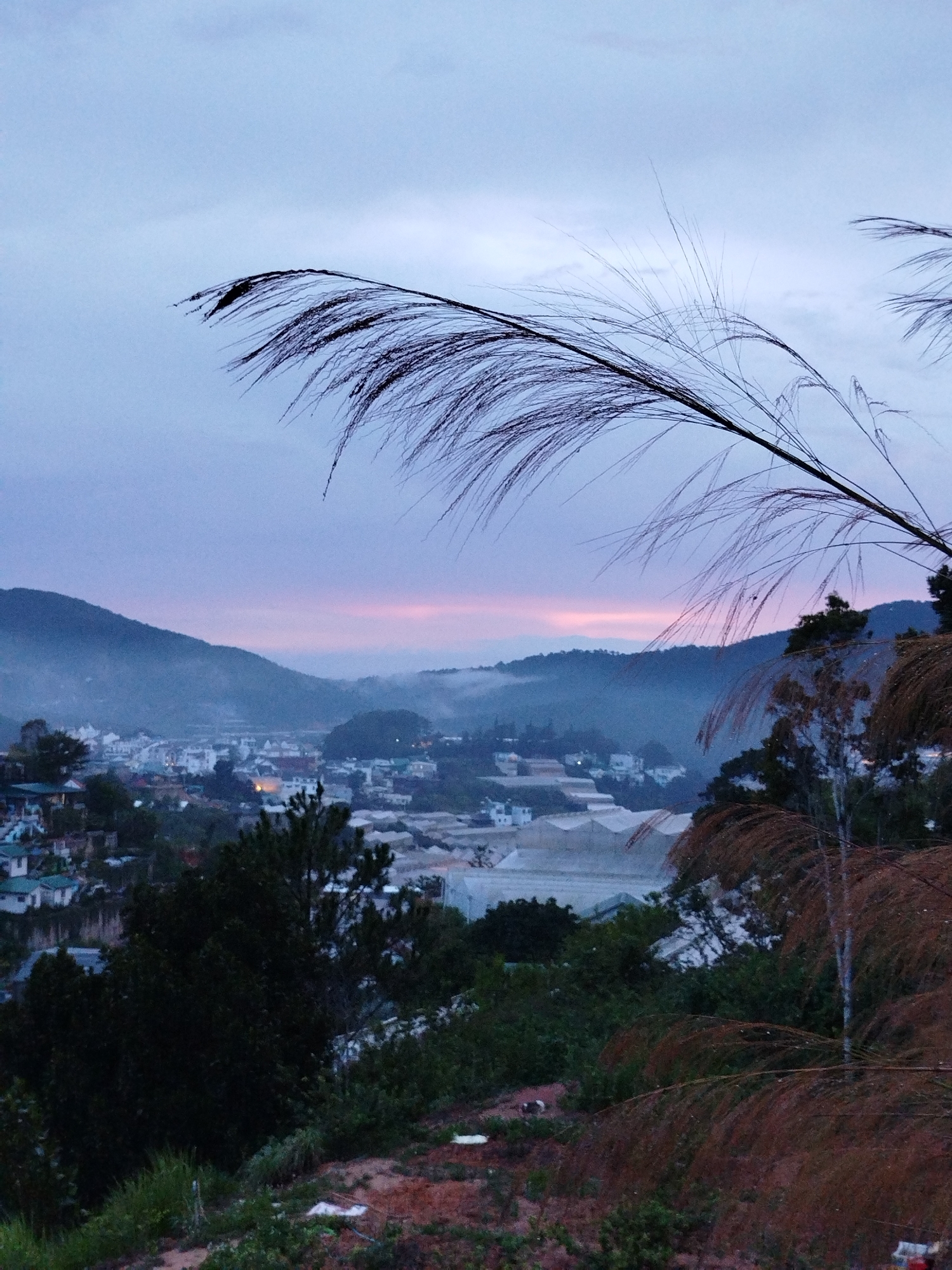 The image depicts a twilight scene in Da Lat, Vietnam. The sky transitions from a dark blue-grey to a faint pinkish hue on the horizon. The foreground is dominated by tall grasses, some a dark grey, others a reddish-brown. Beyond the grasses lies a town nestled between mountain ranges. Many white buildings and greenhouse structures are discernible, partially obscured by a light mist. The mountains in the background are a dark blue, suggesting distance. The immediate ground cover is a mix of dense green vegetation and red soil. No people or interactions are apparent in the frame.