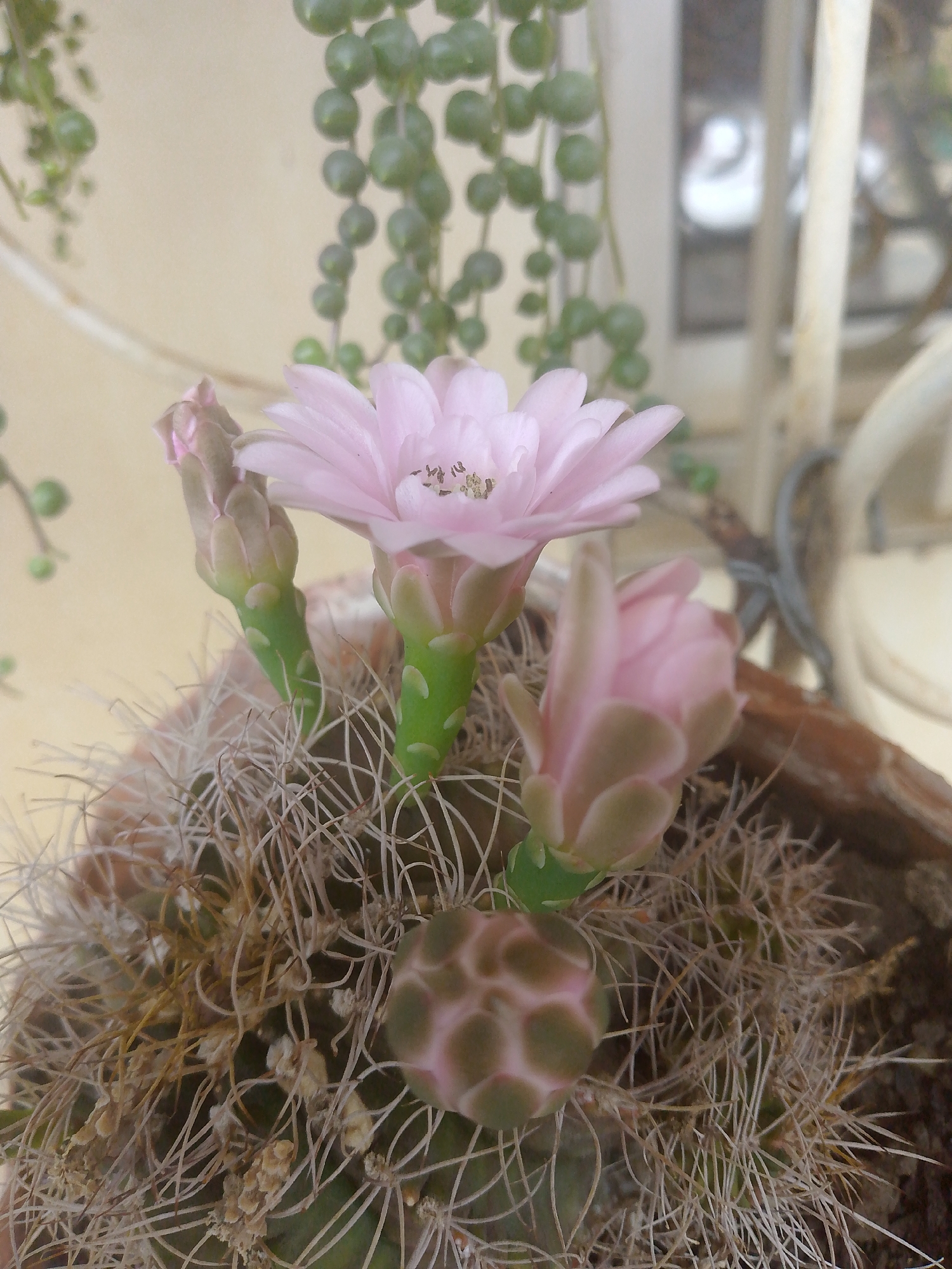 The image depicts a cactus in bloom, presumably indoors. Three pink cactus flowers are visible, one fully open and two in bud. The cactus itself is covered in fine, white spines. A segment of a succulent, possibly a string of pearls, hangs in the background. The setting is a partially blurred environment, suggesting a home or enclosed garden. The image is associated with Tinaquillo, Venezuela.