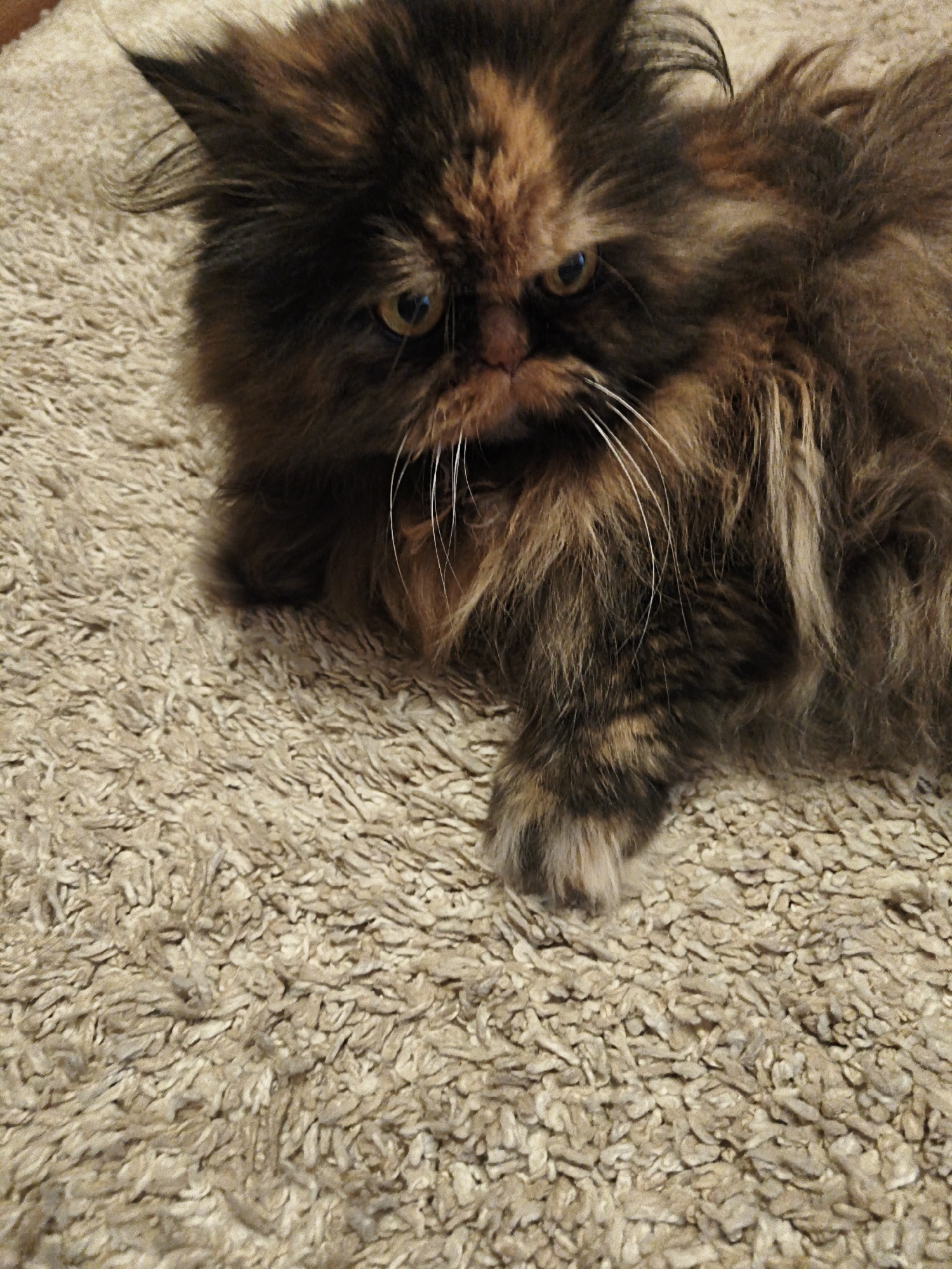 An extreme close-up, high-angle shot features the face of a long-haired, tortoiseshell cat resting on a textured, beige carpet. The cat's fur is a mix of dark brown, black, and patches of orange and tan. Its eyes, with bright yellow irises and dark pupils, are looking slightly to the left. Prominent white whiskers fan out from its snout. The cat's expression appears somewhat grumpy, with its mouth slightly closed and eyebrows furrowed. The carpet beneath it has a shaggy, uneven texture. No other subjects or environmental features are visible.