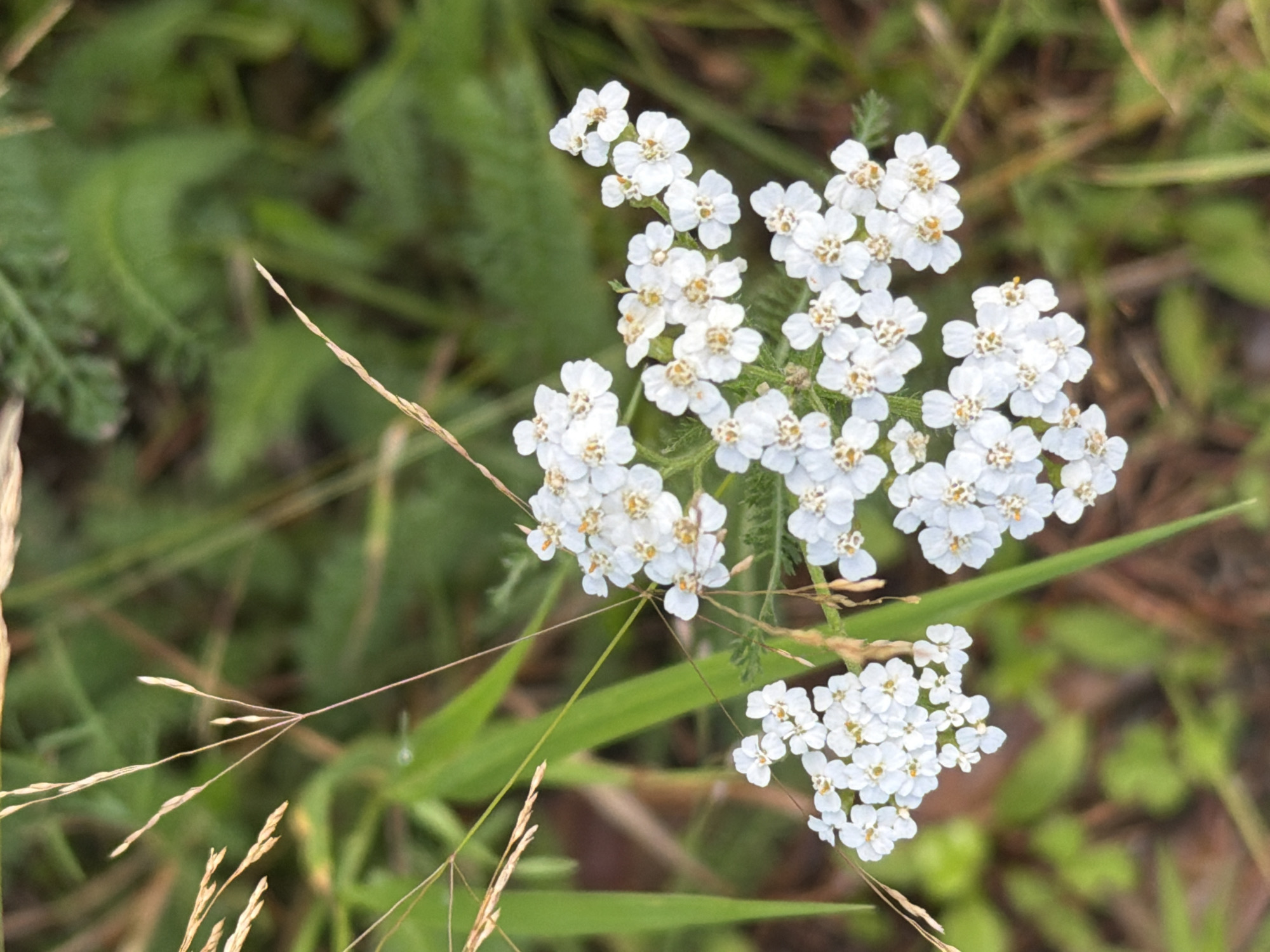 In Uglegorsk, Russia, a cluster of small white flowers with yellow centers blooms amidst tall green grass and dry stalks of wheat. The flowers are arranged in a flat-topped cluster, with many individual blooms making up the larger inflorescence. Some of the flower stems are visible, as are the delicate, feathery seed heads of the surrounding grasses. The background is a soft blur of green foliage and earthy brown tones, suggesting a natural outdoor setting like a meadow or field. The lighting is diffused, creating a gentle illumination on the flowers.