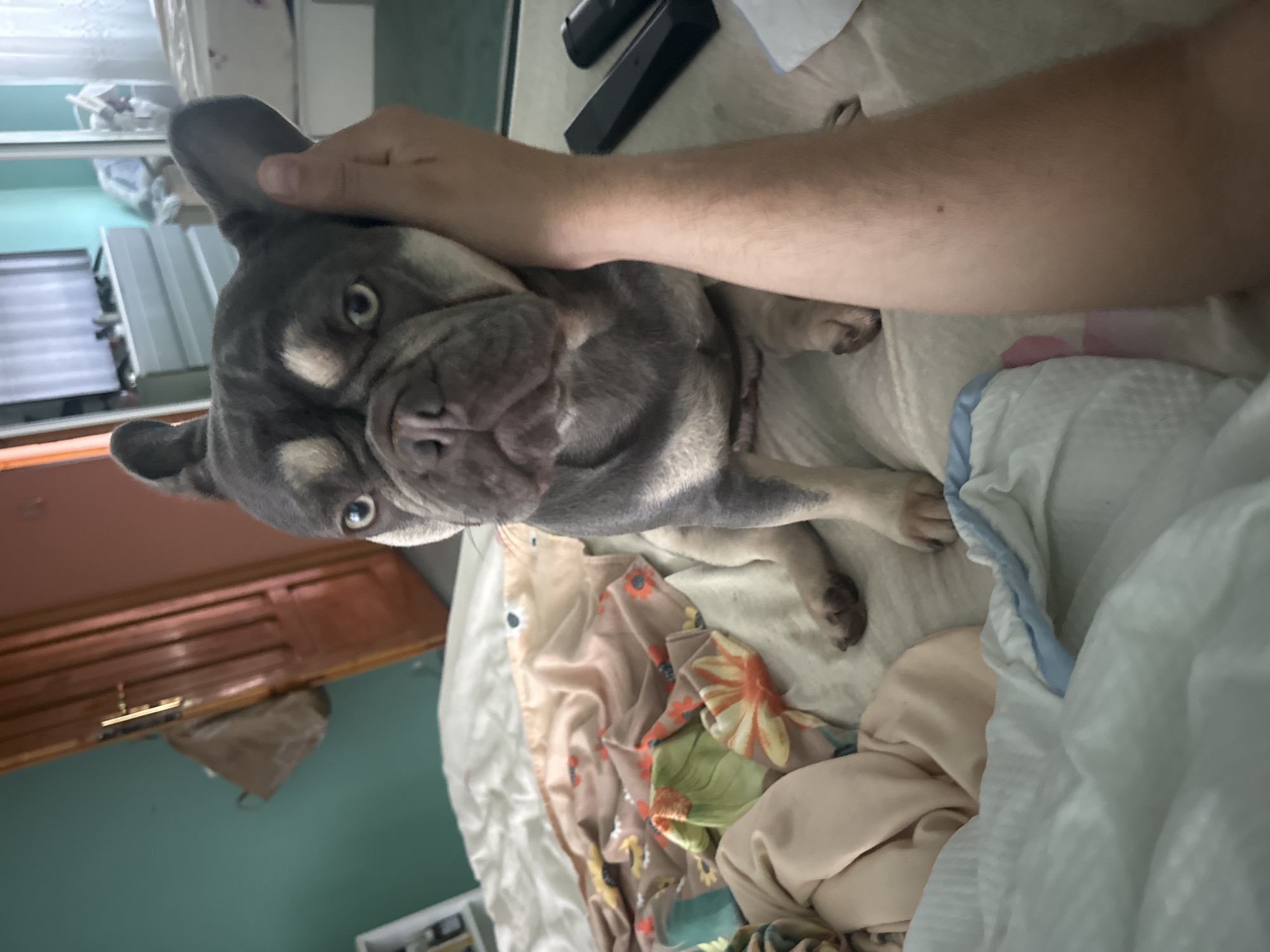 A French bulldog, with a gray and tan coat, sits on a bed covered with floral-patterned linens and white sheets. A person's arm and hand are visible, with the hand resting on the dog's head. In the background, a wooden door, a wardrobe, and a television are discernible. The room appears to be a bedroom.