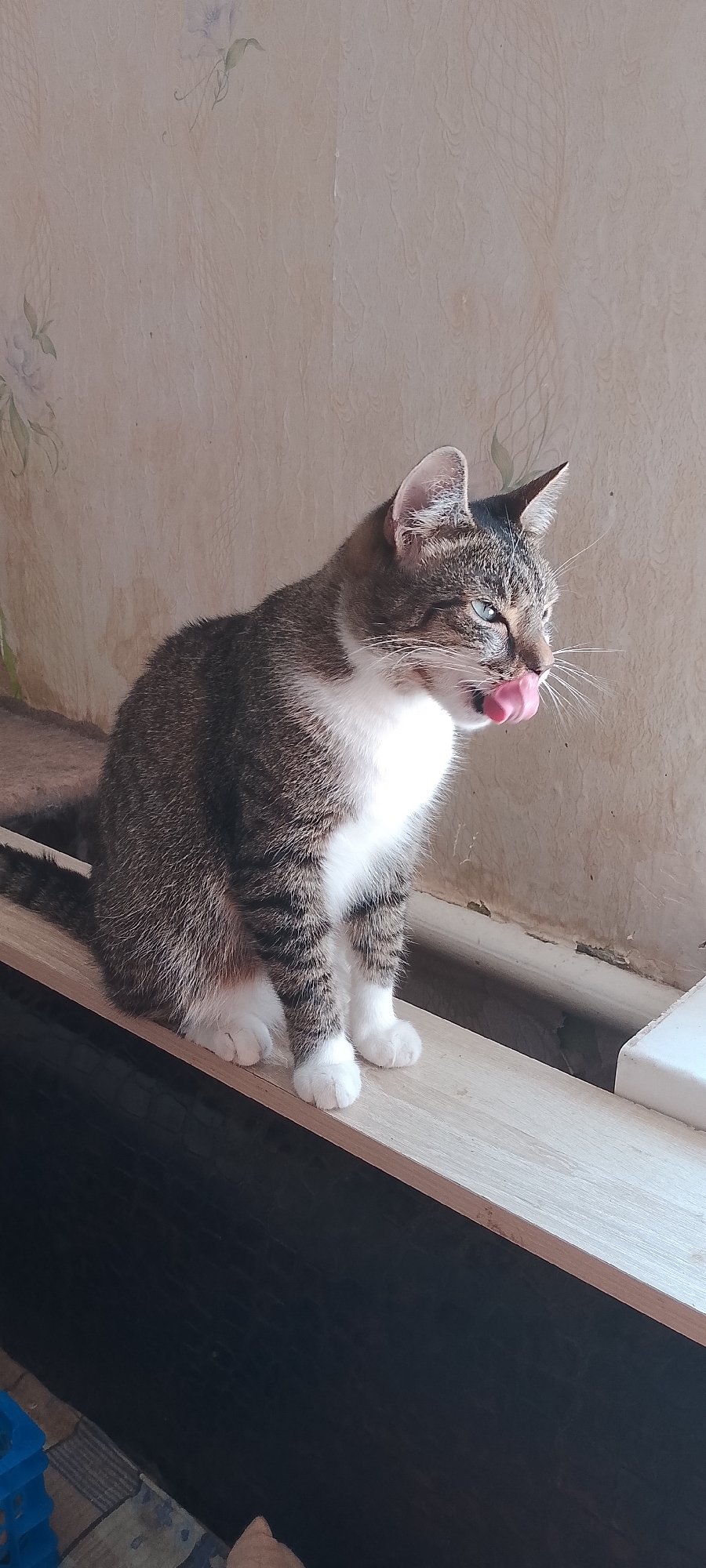 A tabby and white cat is sitting on a wooden ledge in front of a textured wall with floral accents. The cat is looking to the right with its tongue out, as if licking its lips. The cat's fur is a mix of brown, black, and white. The background wall appears to be wallpapered and has a light, neutral color. There is a window frame visible on the right side of the image, suggesting the setting is indoors. The overall impression is of a domestic scene. The image does not provide any specific information to place it in Belgorod, Russia.