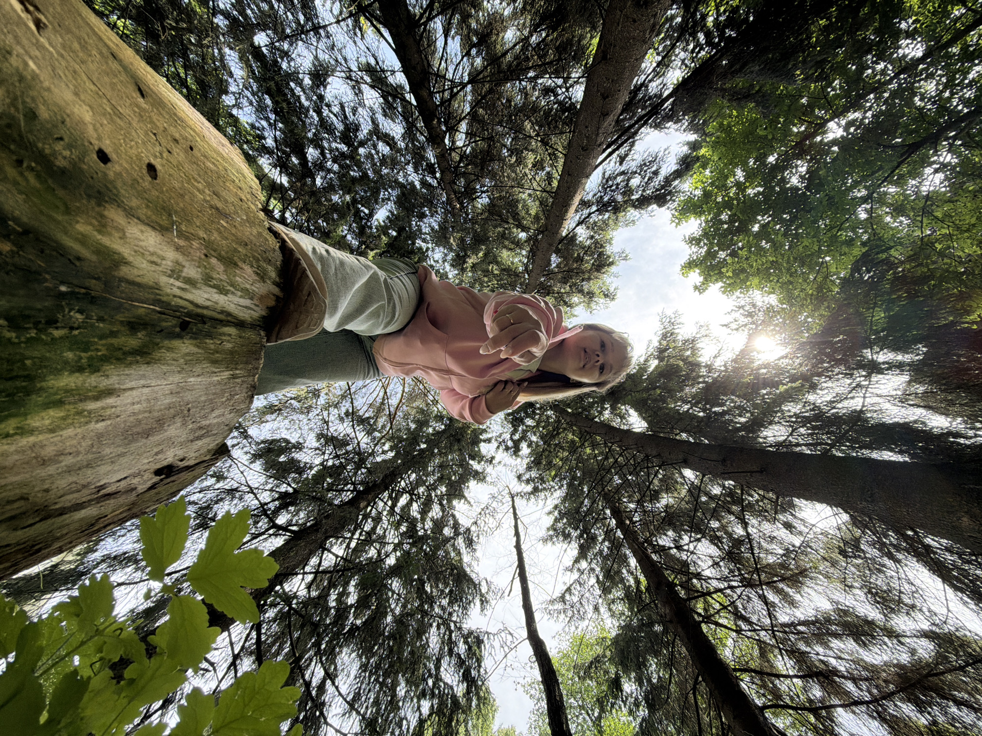 A wide-angle, low-angle shot captures a young woman in a forest, leaning against a large, moss-covered tree trunk on the left. She is seen from the waist up, wearing a pink hoodie and light-colored pants, looking directly at the camera with a calm expression. Her right hand is extended towards the camera, as if reaching out. The bright daytime sky is visible through the dense canopy of tall evergreen trees and some deciduous trees, indicating a sunny day. A strong sun flare emanates from the upper right, highlighting the vibrant green foliage. The upward perspective emphasizes the towering height of the trees, some with dark, textured bark, and a dead tree trunk stands vertically in the background. The image depicts a serene forest setting in Chaikovsky, Russia. No text is visible in the image.