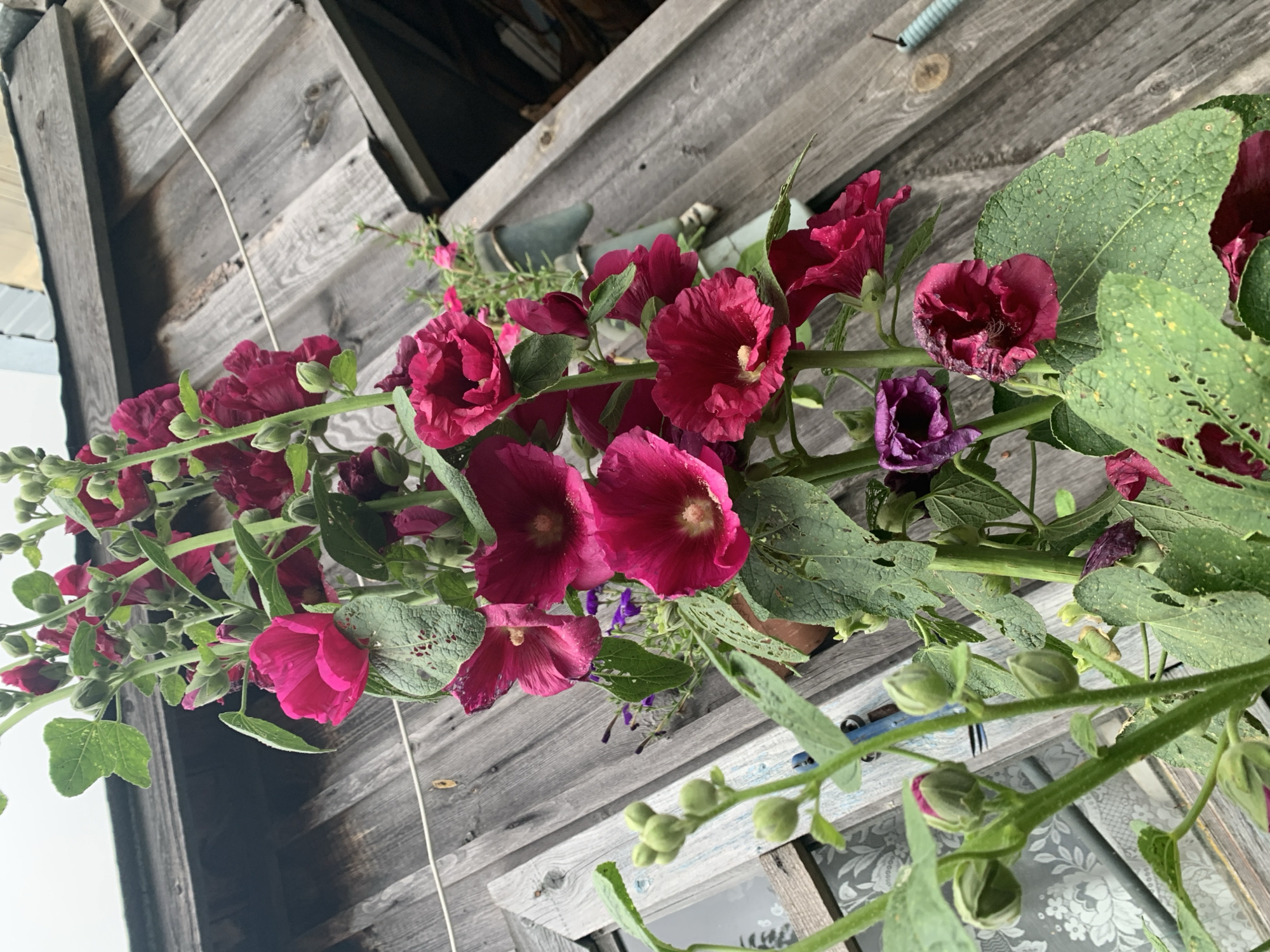 In Panteleevka, Russia, a close-up shot focuses on a stalk of blooming hollyhock flowers, predominantly in shades of deep pink and crimson, with some buds yet to open. The flowers are positioned vertically against a weathered wooden wall, possibly part of a building or fence, with a visible roof structure in the upper portion of the frame. The wooden planks are aged and gray, showing signs of wear and tear. Green leaves, some with small holes indicating insect activity, surround the blossoms. In the background, a hint of a window with patterned curtains can be seen to the left. The overall scene suggests an outdoor setting in a rural or older urban area, characterized by natural elements and rustic architecture. There are no people or animals visible in the image.
