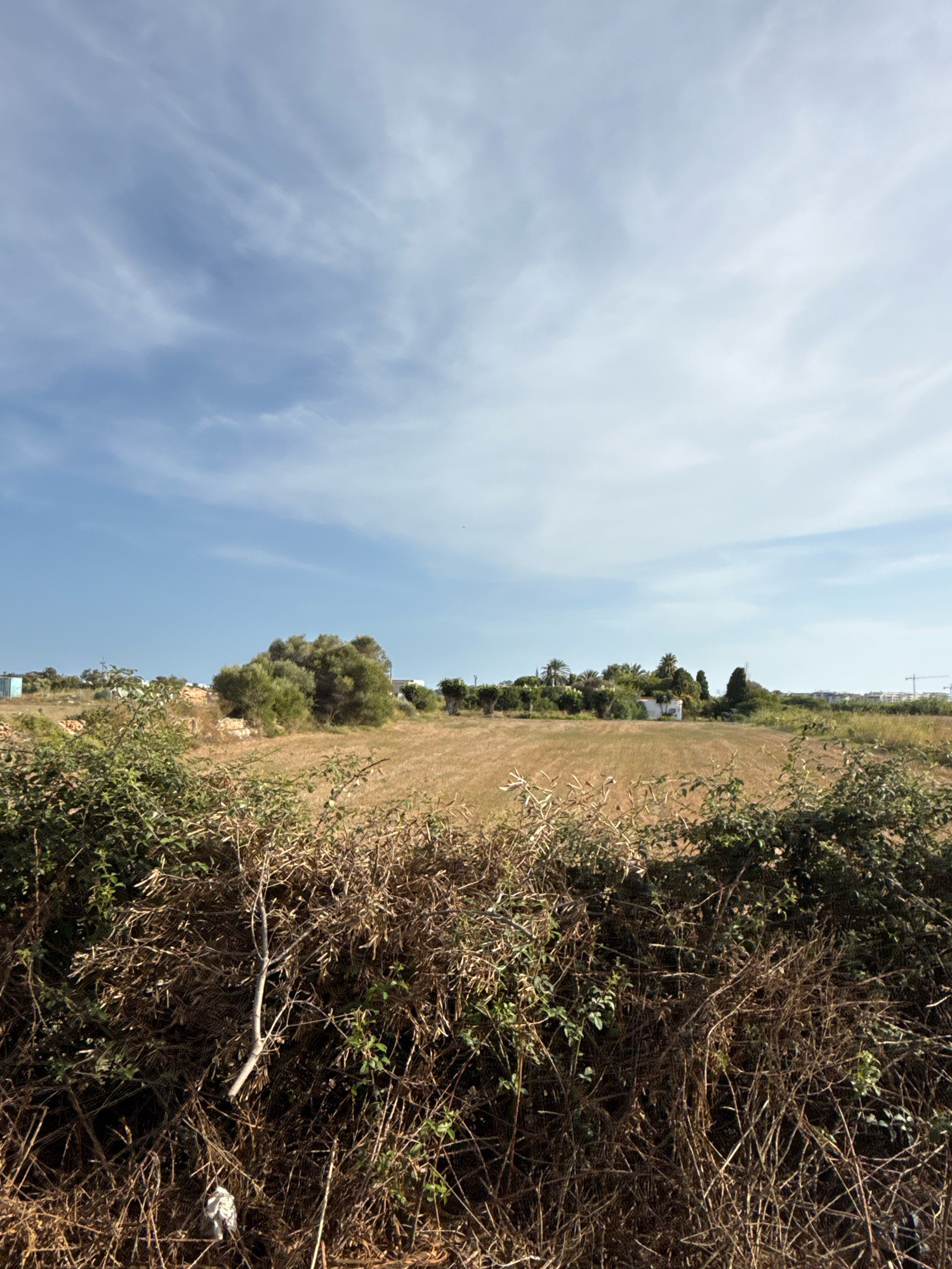 A wide, low-angle shot captures a sun-drenched, rural landscape under a partly cloudy blue sky. In the foreground, a dense thicket of dry, thorny bushes and branches forms a natural barrier, with a few sparse green leaves clinging to some of the twigs. Partially obscured within this vegetation, a small piece of white debris rests near the bottom center.
Beyond the immediate brush, a field of dry, golden grass stretches out. In the middle ground, a cluster of mature, green trees, likely olive trees given their gnarled appearance, stands prominently on a slightly elevated, rocky area. To the right of these trees, a small, white building with a dark roof is visible, surrounded by more greenery. Further in the distance, the landscape transitions to a more urbanized setting, with various buildings and structures, including what appears to be a construction crane, dotting the horizon under the expansive sky. The scene is devoid of any human presence.