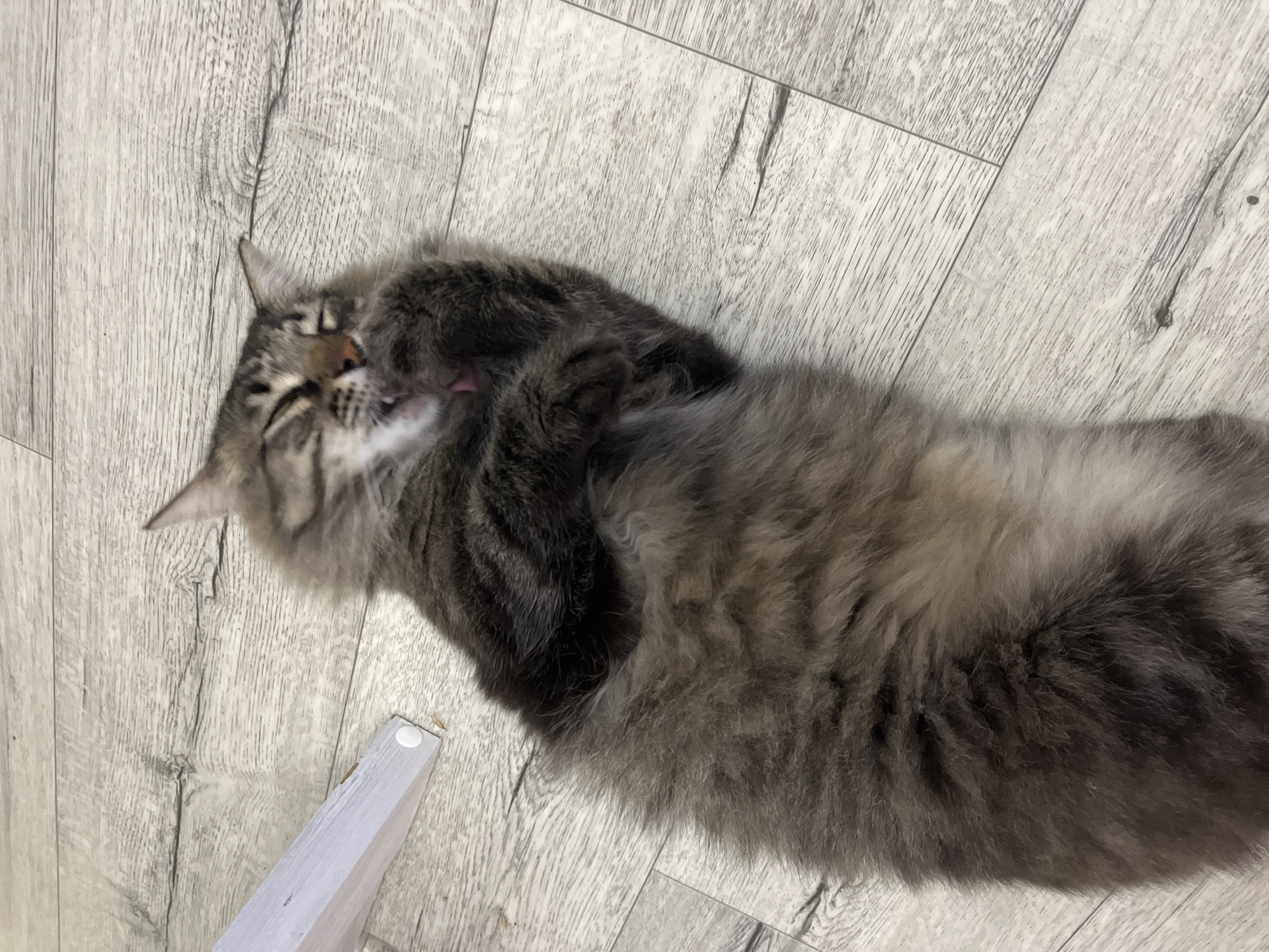 A fluffy, long-haired tabby cat is lying on its back on a light-colored wood-plank floor, grooming its paw with its tongue. The cat's eyes are closed, and its head is tilted back. In the upper left corner of the image, the leg of a light-colored piece of furniture is visible. The scene is indoors, and there is no indication of the city of Krasnyye Barrikady, Russia.