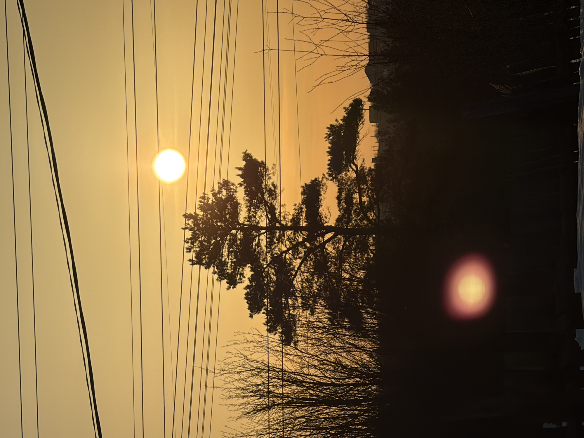 The image depicts an outdoor scene in Chaikovsky, Russia, at either sunrise or sunset, characterized by an orange-yellow sky. A bright, circular white-yellow sun is positioned in the upper-middle right quadrant of the frame. Multiple dark, horizontal power lines span across the sky, intersecting the sun's position. In the mid-ground, a large, dark evergreen tree, likely a pine, stands prominently silhouetted against the sky, extending from the middle-left towards the middle-right. To the left of this tree, and partially behind it, are numerous other silhouetted deciduous trees with bare branches. The foreground is largely dark and indistinct, showing a line of dense vegetation or shrubbery, with a faint indication of vertical fence posts or similar structures. A narrow strip of snow is visible along the very bottom edge of the frame. In the lower-middle section of the dark foreground, a distinct reddish-orange lens flare appears as a circular artifact. In the distant background, above the dark foreground elements, the muted silhouettes of buildings or structures are visible on the horizon line, suggesting an urban or suburban environment. No individuals or specific actions are depicted.