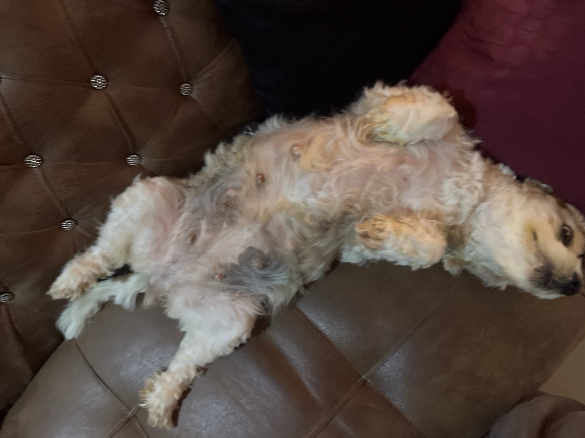 A light-colored, fluffy dog is lying on its back on a tufted brown leather sofa. The dog's belly is exposed, showing several small, dark teats. Its paws are in the air, and its head is resting on the sofa cushion. The dog's fur is light beige and white, and its eyes are visible, looking towards the camera. The background consists of the brown leather sofa, with its diamond-shaped tufting and decorative metal studs. To the right of the dog, a dark fabric, possibly a blanket or cushion, is visible. The lighting suggests an indoor setting, likely a living room. There are no other people or animals visible in the frame. The image is taken from a slightly elevated angle looking down at the dog. The scene does not provide any specific information that would place it in Jos, Nigeria.