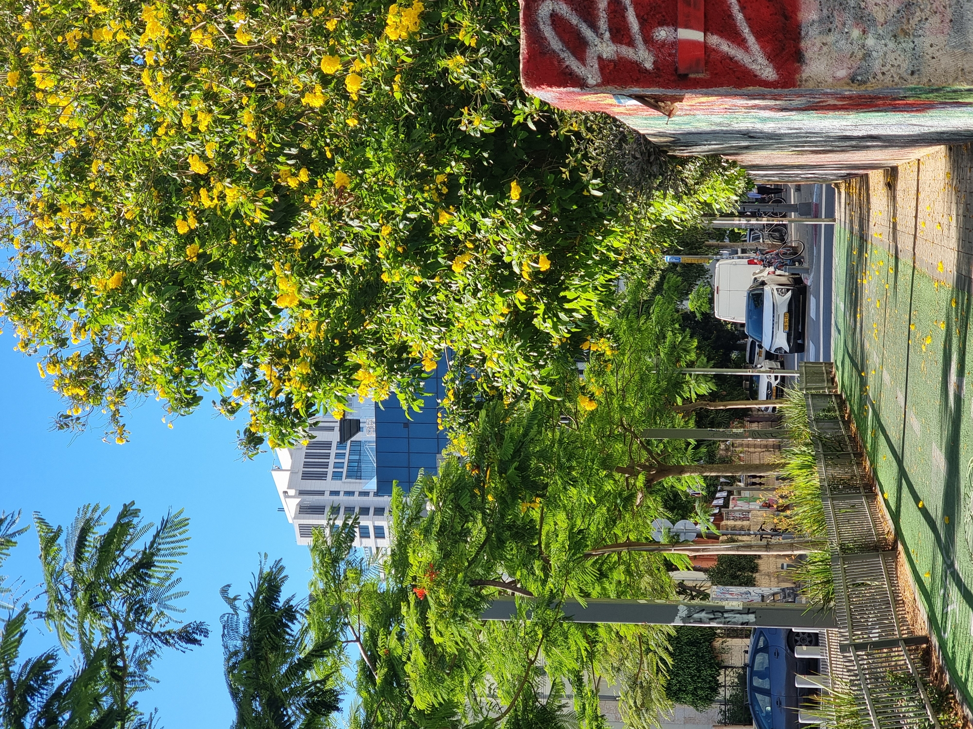 The image depicts a street scene in Tel Aviv, Israel. A tree with yellow blossoms dominates the upper left of the frame. The street is viewed through a tunnel or passageway with graffiti-covered walls at the top. The road appears to have a green-painted bike lane. A white van and other vehicles are visible on the street. Buildings, including a modern high-rise, can be seen between the trees in the background. A metal fence runs along the side of the street.