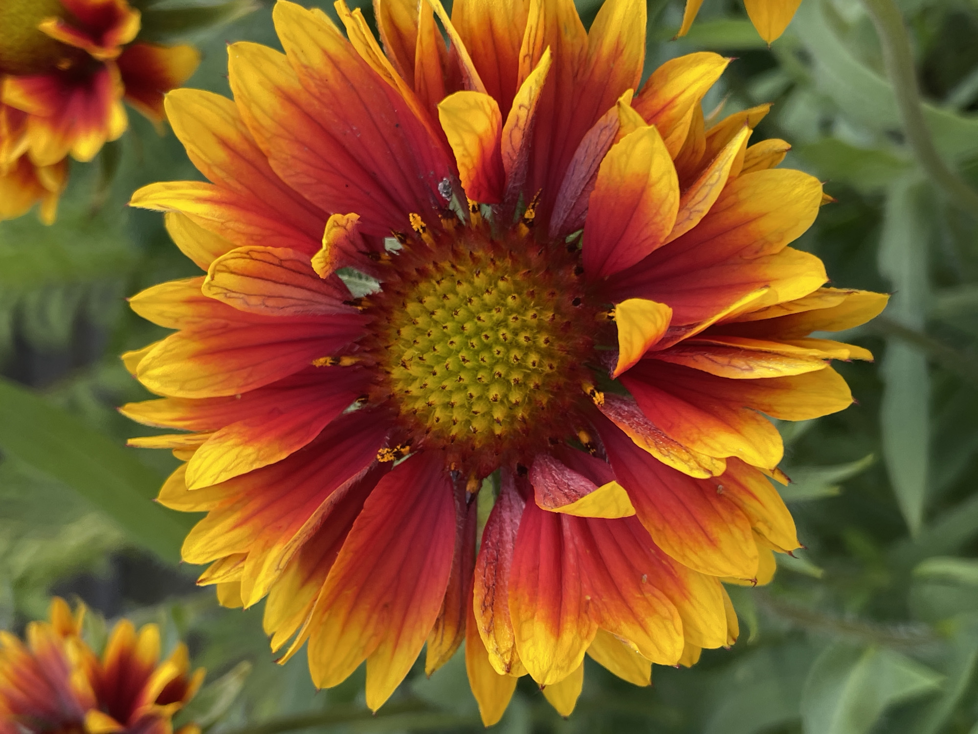 The image shows a close-up of a Gaillardia flower, also known as Blanket Flower, with vibrant red and yellow petals. The center of the flower is a cluster of small, green florets. The background is softly blurred green foliage. The image appears to be taken in an outdoor setting, possibly a garden or park. There is no indication of the location being in the city of Kumyon, Russia. There are no people or actions depicted in the image.