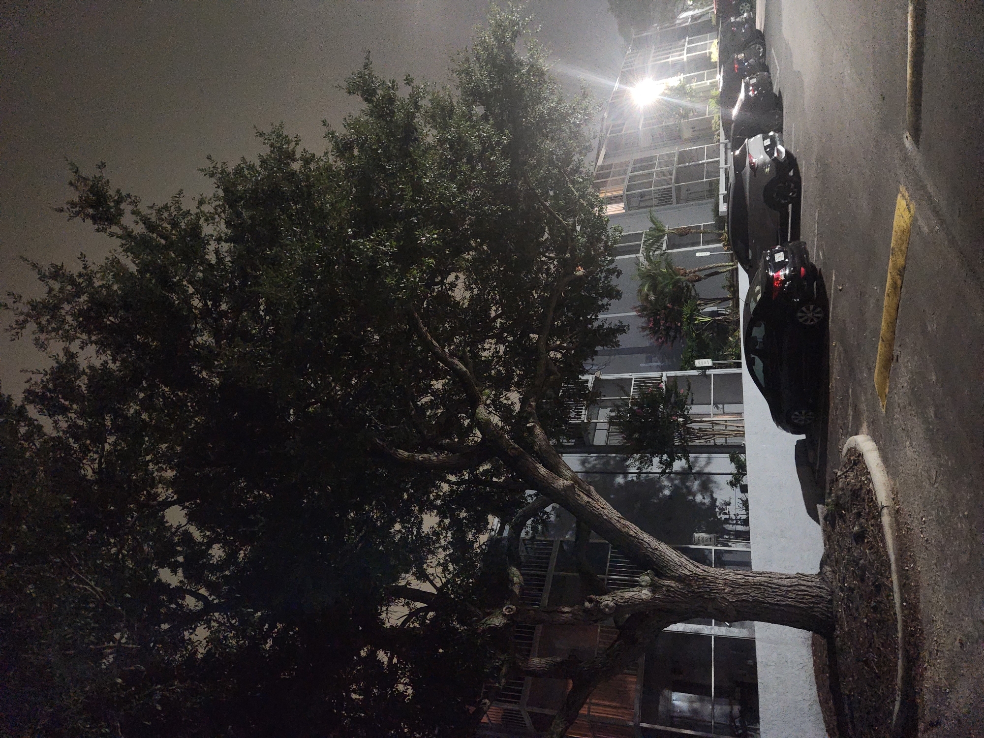 The image depicts an outdoor parking lot at night, characterized by dim lighting and a foggy atmosphere. A large, mature tree with dense foliage dominates the left foreground, its branches extending towards the right side of the frame. Behind the tree, a multi-story building with balconies and glass windows is visible. Several cars are parked in a row on the asphalt lot, including a black sedan in the immediate foreground, a lighter colored SUV, and other dark-colored vehicles further down. A bright light fixture illuminates the scene from the right side of the building, creating glare and casting shadows. The ground is paved with asphalt, marked with yellow parking lines. The environment suggests an urban or suburban setting within Altamonte Springs, United States of America, likely a residential or commercial complex given the building's architecture. No people are present in the image.