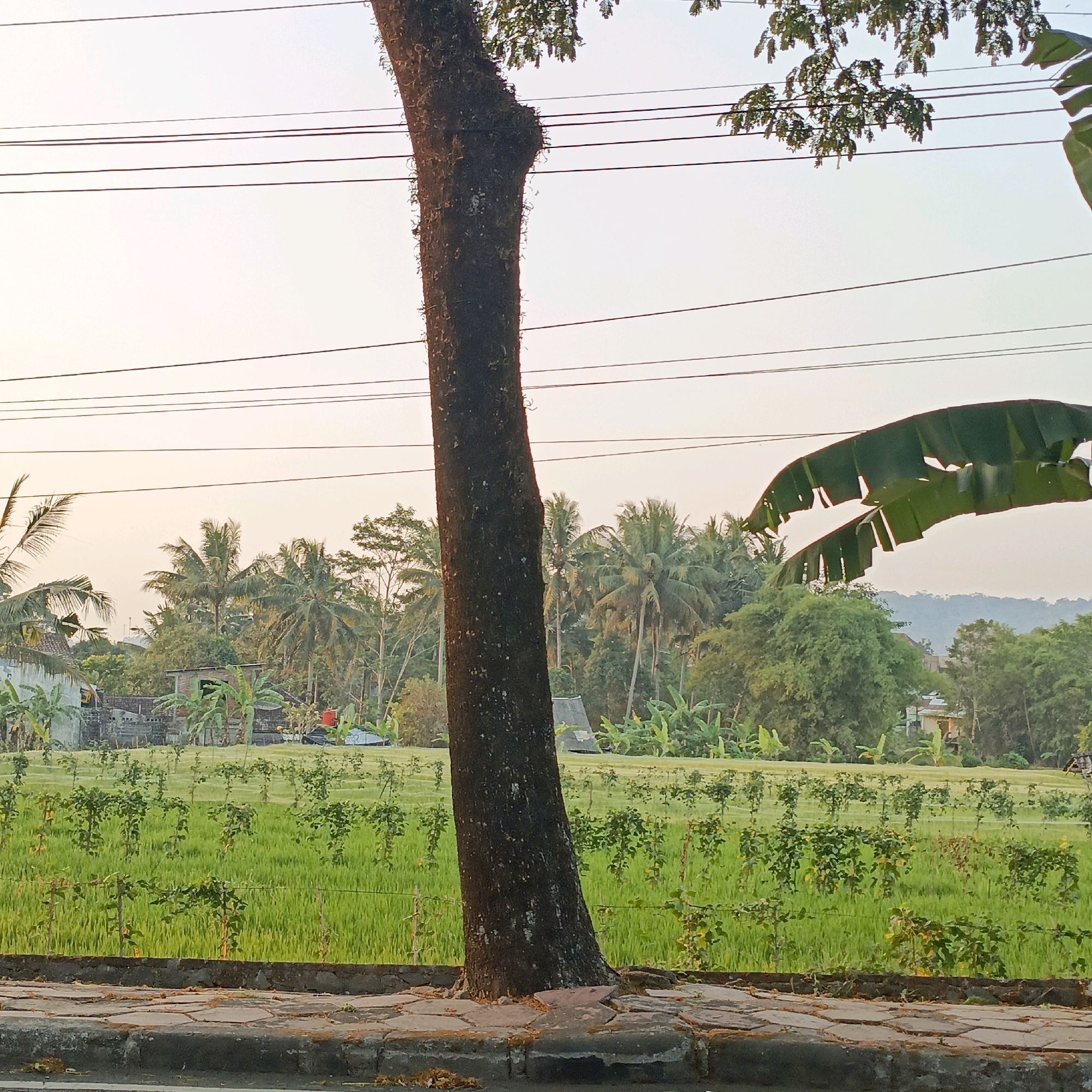 In Salatiga, Indonesia, a serene outdoor scene is captured. In the foreground, a large, dark tree trunk stands prominently, its bark textured and slightly mossy. The tree is positioned in front of a pathway paved with irregular, earthy-toned stones, bordered by a low concrete wall. Beyond the wall lies a vibrant green field, likely a rice paddy, with young plants neatly arranged in rows. Scattered throughout the field are smaller, trellised plants with green leaves, supported by thin poles and wires. In the background, a cluster of buildings, some with visible brickwork and tiled roofs, nestle amongst lush vegetation, including tall palm trees. Power lines crisscross the sky, suggesting the presence of infrastructure. A large banana leaf curves into the upper right corner of the frame. The overall atmosphere is tranquil, with the soft, warm light of either sunrise or sunset casting a gentle glow across the landscape. No people are visible in the image.