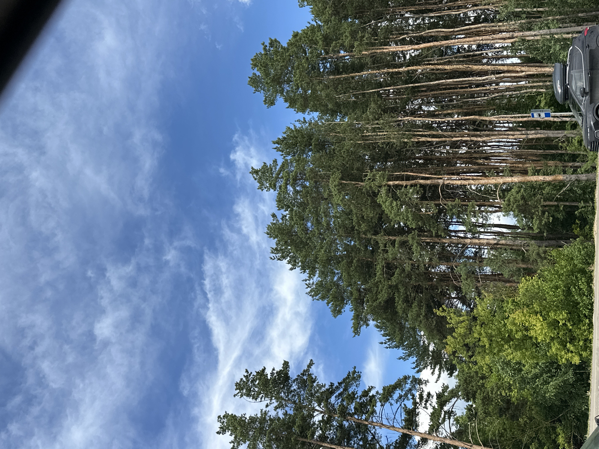 The image depicts a natural scene featuring a dense stand of tall pine trees against a bright blue sky with wispy white clouds. The trees are predominantly evergreen with dark green foliage and brown, slender trunks. In the foreground, a black SUV is parked near the edge of a road, equipped with a roof cargo carrier. A blue road sign, possibly indicating a bus stop, is visible behind the vehicle and partially obscured by the trees. The lower portion of the image shows a paved surface, likely a road, and a blurred view of another vehicle or object. The overall setting appears to be a roadside location within a forested area, consistent with the description of Елочка Снт, Russia.