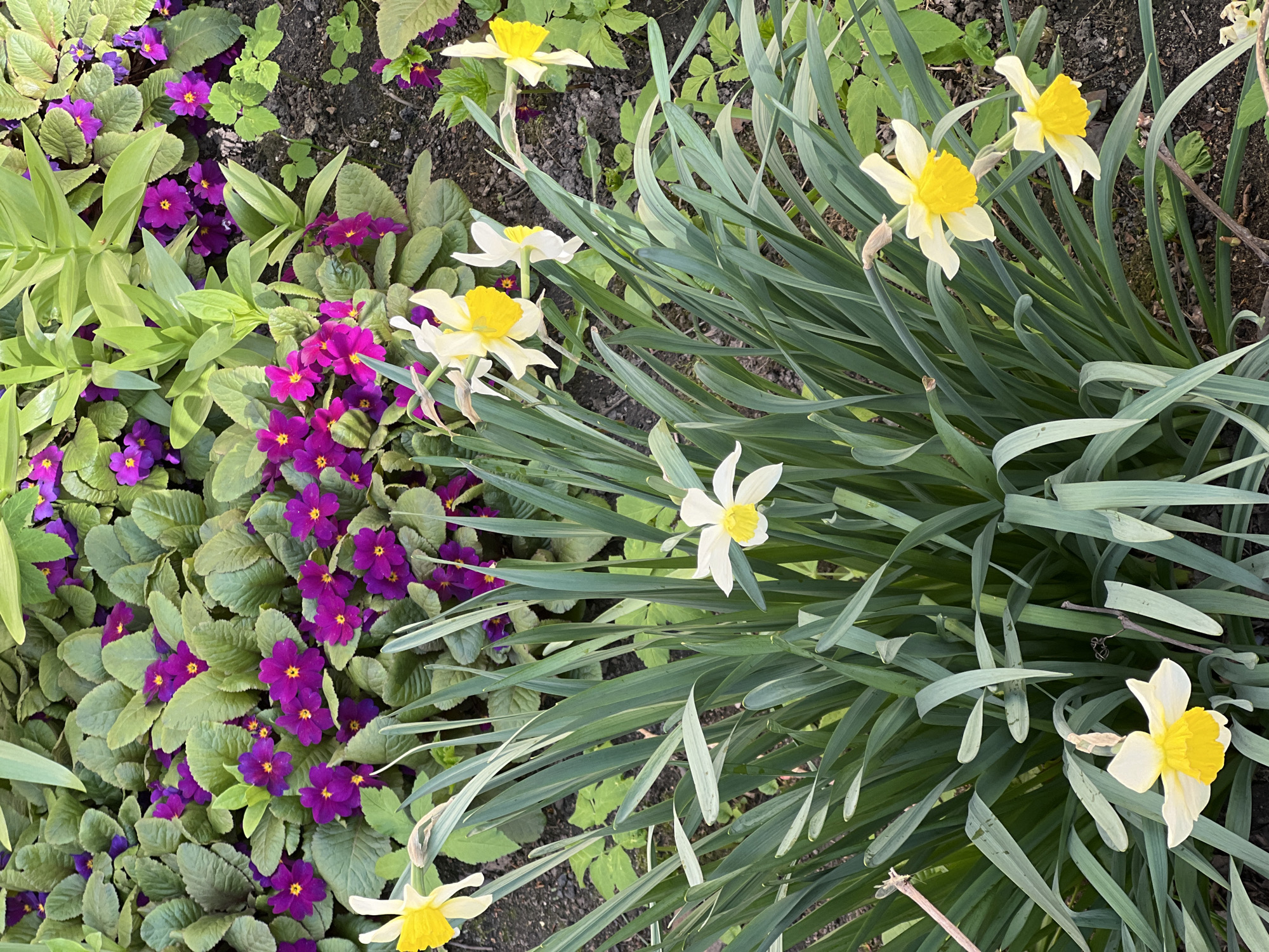 The image depicts a close-up view of a flower bed. Purple primroses with yellow centers are densely clustered on the left side. To the right, white daffodils with prominent yellow centers are interspersed with their green, blade-like foliage. The background consists of dark soil with sparse vegetation. The location is undetermined.