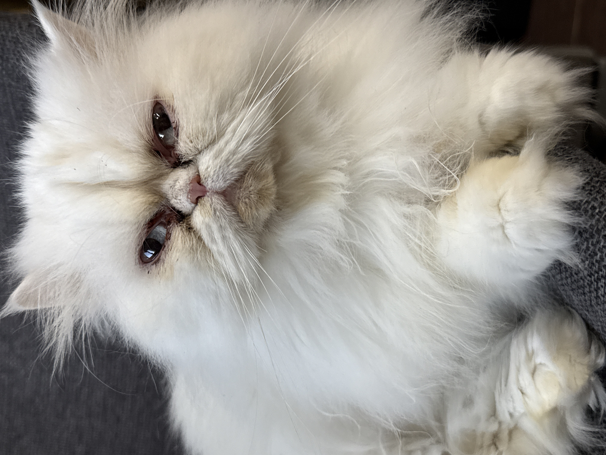 A close-up, medium-shot photograph depicts a white, fluffy Persian cat lying down, with its head facing upwards and tilted slightly to the left. The cat's eyes are dark and almond-shaped, its nose is pink, and its long white whiskers are prominent. The background is a mix of grey and dark tones, suggesting the cat is resting on a soft surface, possibly a cushion or blanket. The location of the image in the city of Burgas, Bulgaria is unknown and cannot be discerned.
