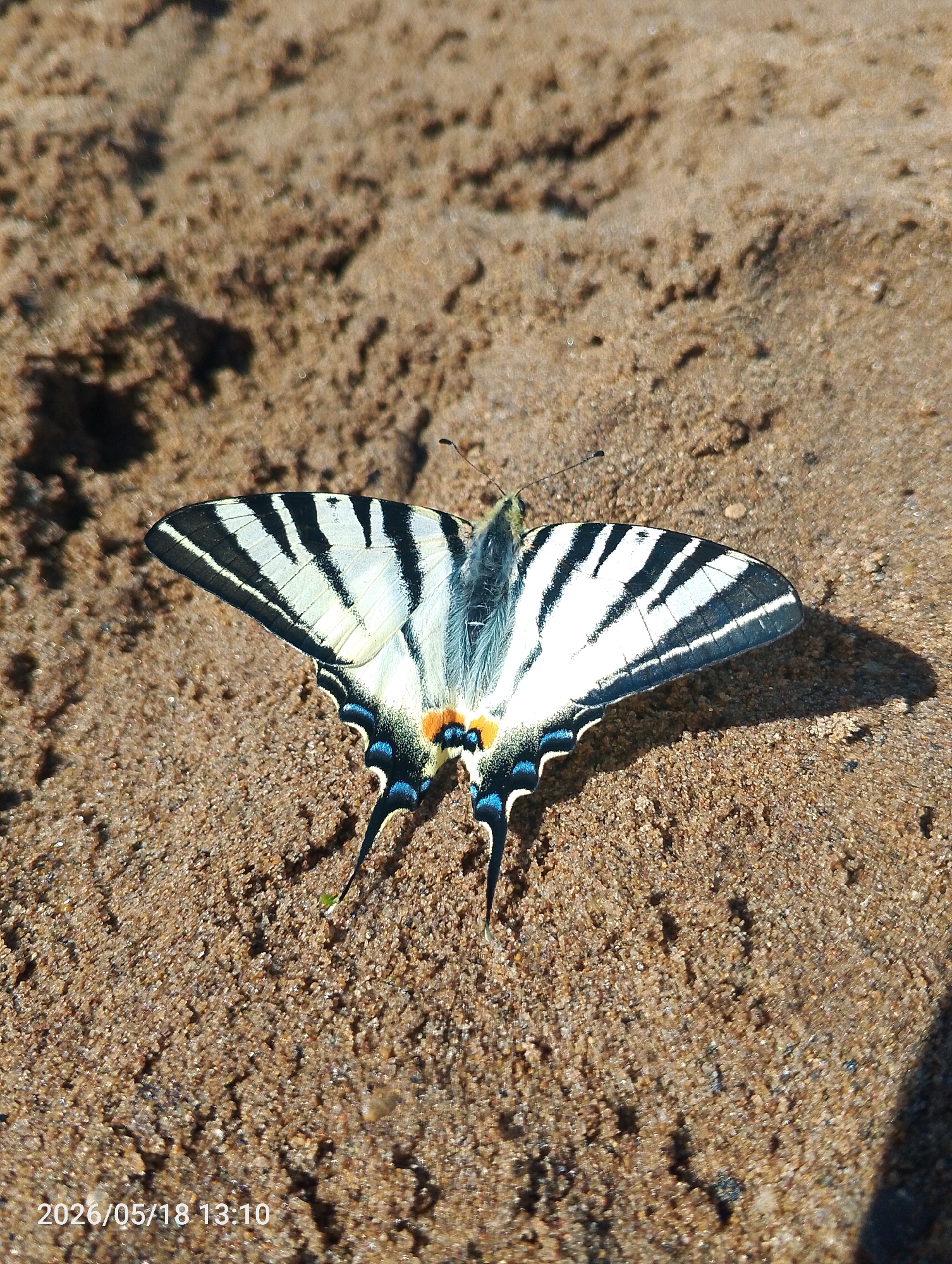 A butterfly, seemingly a scarce swallowtail, is perched on a sandy surface. The butterfly has white wings with black stripes, and blue and orange markings near the tails. The photograph appears to have been taken outdoors on May 18, 2026, at 13:10, judging by the timestamp in the lower-left corner. The sandy surface is mostly tan, and the background is blurred, suggesting a shallow depth of field. There are no other subjects or objects of significance visible. While a specific location in the city of Chaikovsky, Russia, cannot be confirmed from the image, the presence of the scarce swallowtail suggests a possible habitat for the species.