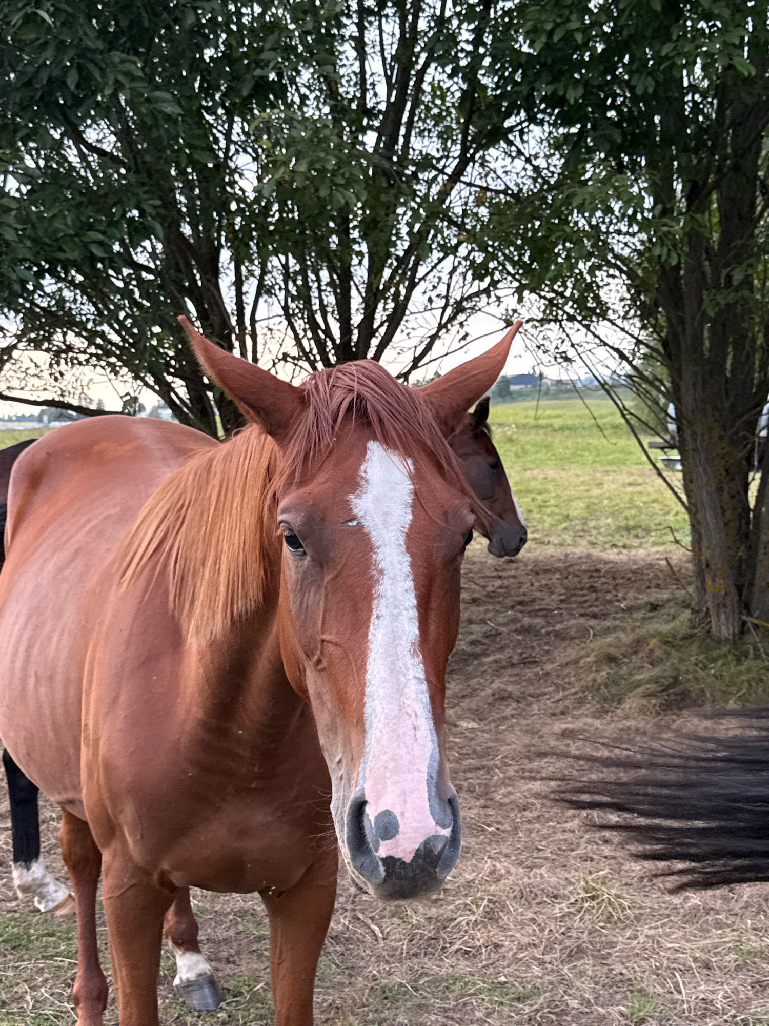 A reddish-brown horse with a white blaze on its face stands in a field in Galinė, Lithuania. Trees line the background, and a second horse is partially visible behind the main subject. The ground is covered in dry grass and dirt. The lighting suggests it is either early morning or late evening.