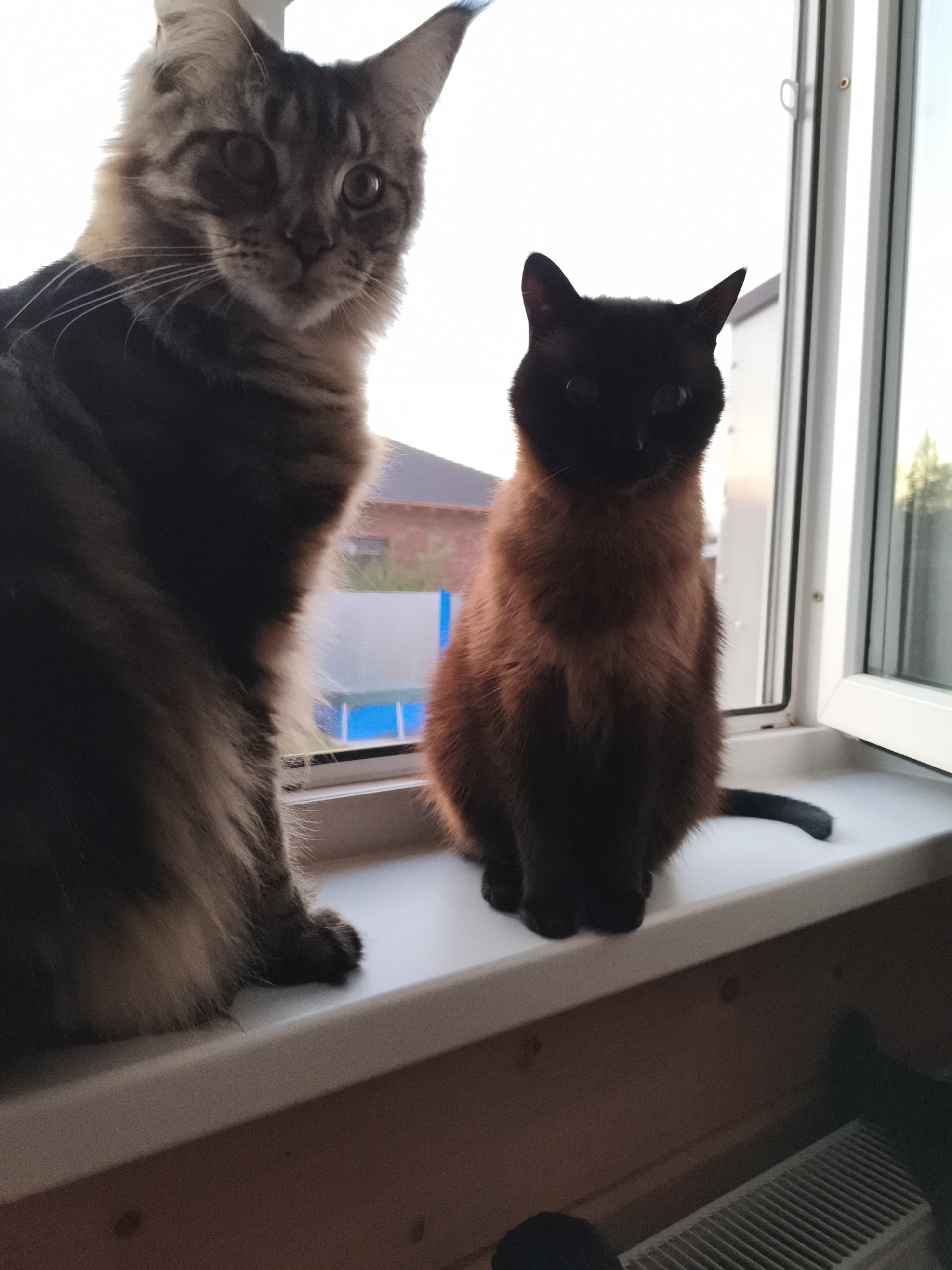 Two cats are sitting on a windowsill. The cat on the left is a large, long-haired tabby cat with a fluffy tail and mane. It is looking directly at the camera with its ears perked up. The cat on the right is a smaller, short-haired cat with dark fur on its face and lighter brown fur on its body. It is also looking towards the camera. The windowsill is white and appears to be made of plastic. Behind the cats, through the window, a house with a red brick exterior and a blue swimming pool can be seen. The environment suggests an indoor setting, likely a home, with the cats enjoying a view from the window. The presence of a radiator below the windowsill indicates a heated indoor space. The context of "Русский Вожой, Russia" implies a potentially suburban or rural setting outside the window, given the visible house and greenery.