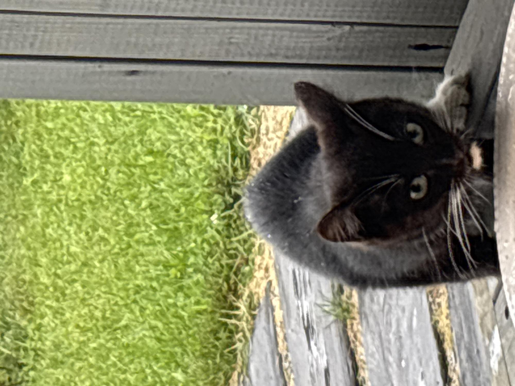 A close-up shot captures a black and white kitten looking directly at the camera with wide green eyes. The kitten's face is partially obscured by its paws, which rest on a weathered wooden surface. Its fur is dark, with white markings on its chest and paws, and prominent white whiskers. The background is blurred, with patches of vibrant green grass and a portion of a vertical wooden fence. The setting appears to be outdoors, possibly in a backyard or garden area. There is no discernible information indicating the location in Zvenigorod, Russia.
