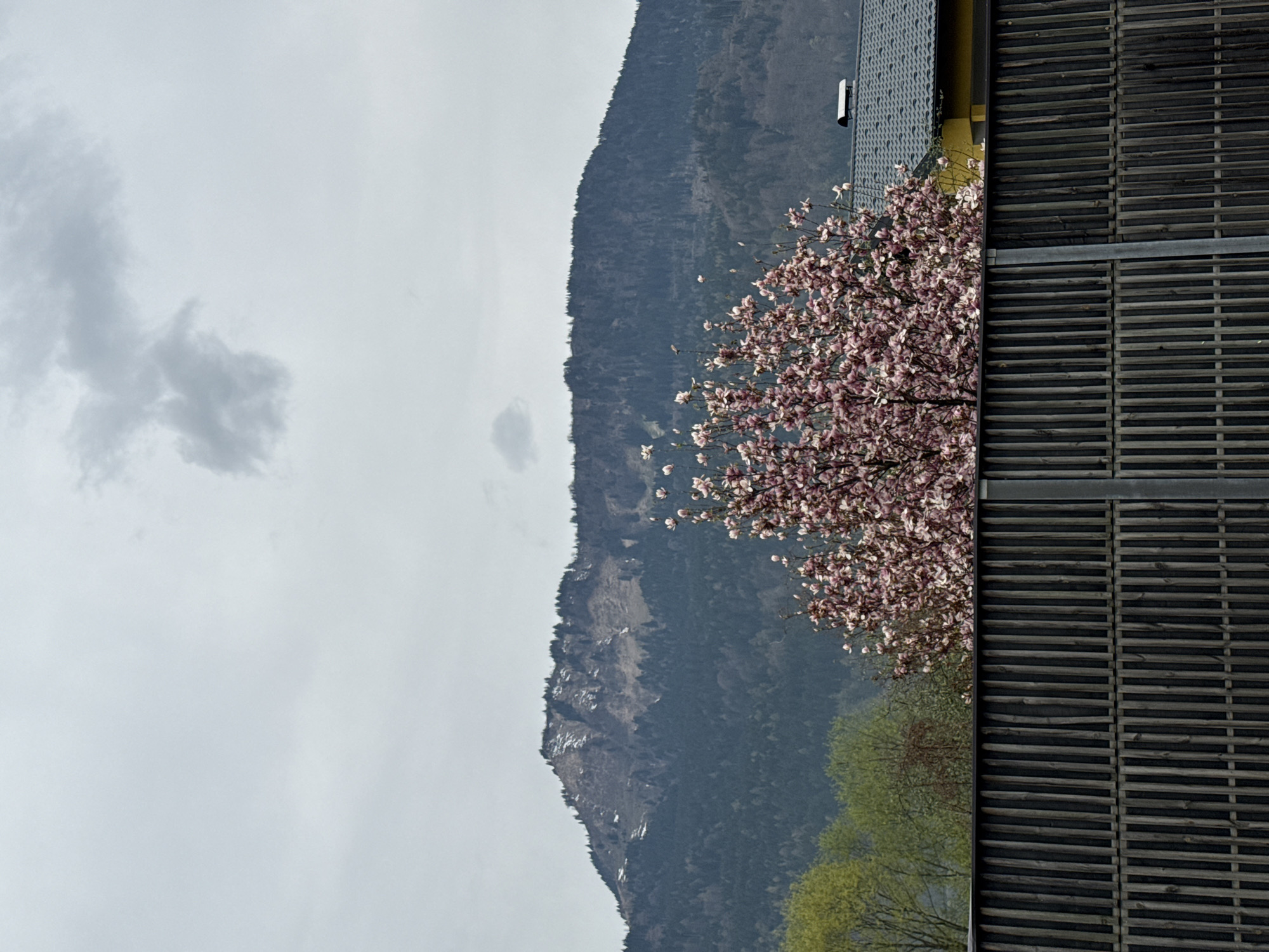The image shows a landscape in the area of Moos-Siedlung, Austria. A dark, tree-covered mountain rises in the background beneath a cloudy sky. The foreground features a blossoming tree with pink flowers, partially obscured by a wooden fence or trellis on the right.