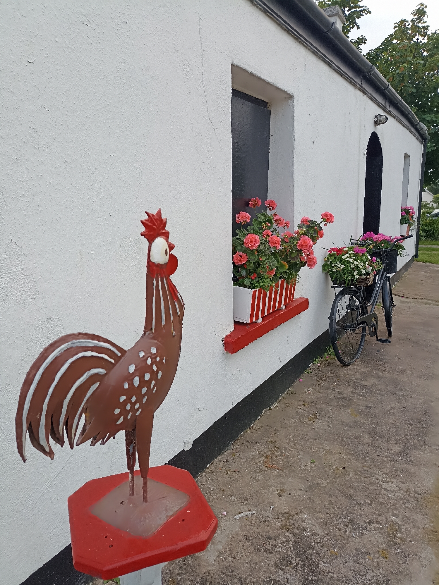 The image captures an outdoor scene in front of a white-painted building with black-trimmed windows and arched doorways. A metal rooster sculpture, predominantly brown with white polka dots and white stripes on its tail, stands to the left of the frame on a red octagonal base. Beside the building, to the right of the rooster, is a black bicycle with a wicker basket filled with pink and white flowers. The building has a black roof edge. In the windows, there are planters filled with pink flowers. The ground in front of the building is a concrete path. The scene appears to be a residential or commercial building in Annagry, Ireland.