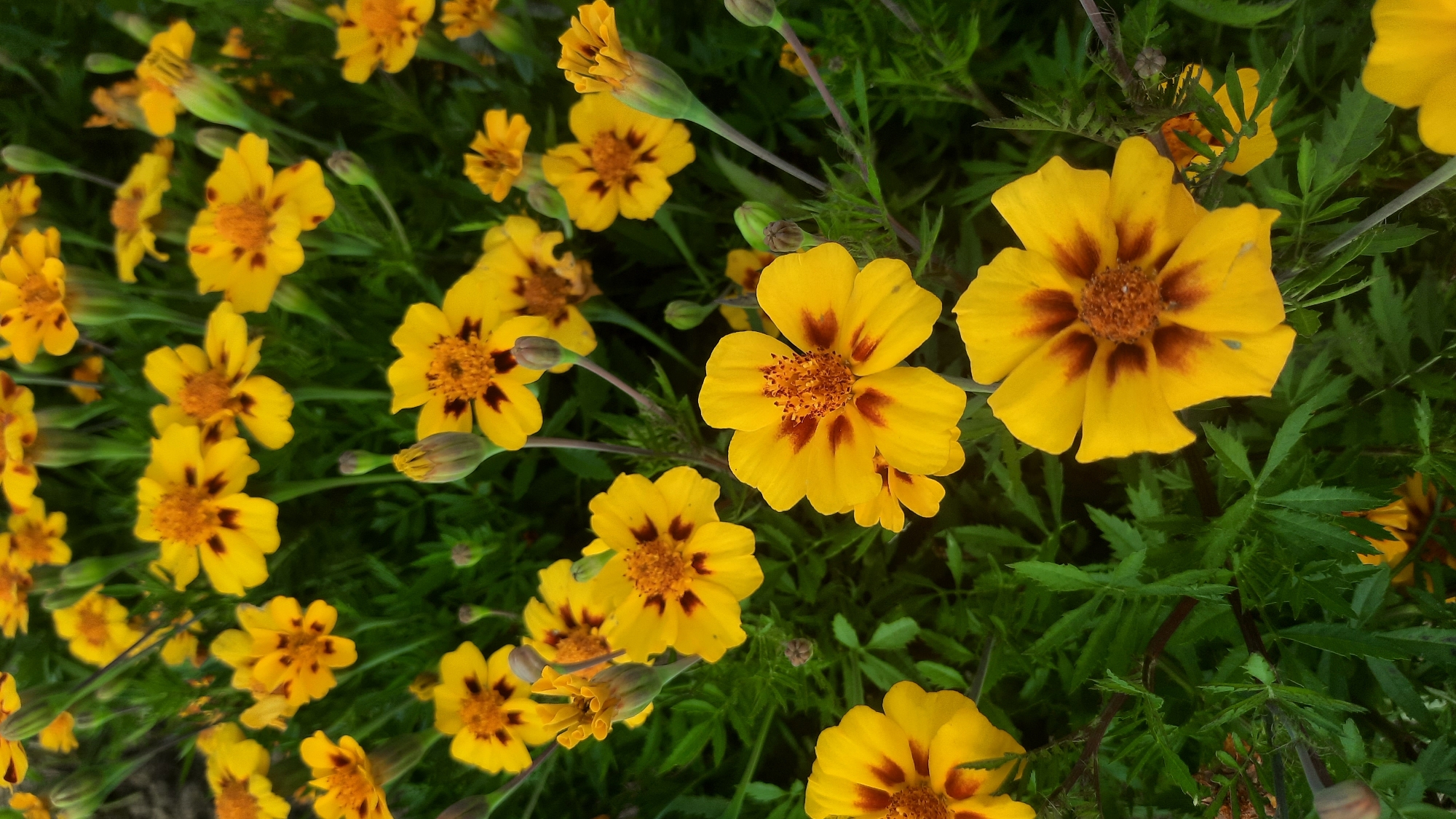 The image is a close-up, eye-level view of a dense patch of yellow marigolds with dark brown markings in their centers, set against a backdrop of green foliage. The flowers are the primary subjects, with several in focus and others blurred in the foreground and background, creating a sense of depth. Some of the marigolds are fully bloomed, displaying their delicate petals and textured centers. Others are in bud stage, with their green sepals tightly closed. The leaves of the marigold plants are finely toothed and a vibrant green. The overall impression is one of a flourishing garden. There are no people or animals visible in the image. The setting appears to be outdoors in a natural or garden environment. The location of Шклоў, Belarus is not evident from the visual information in the image itself.