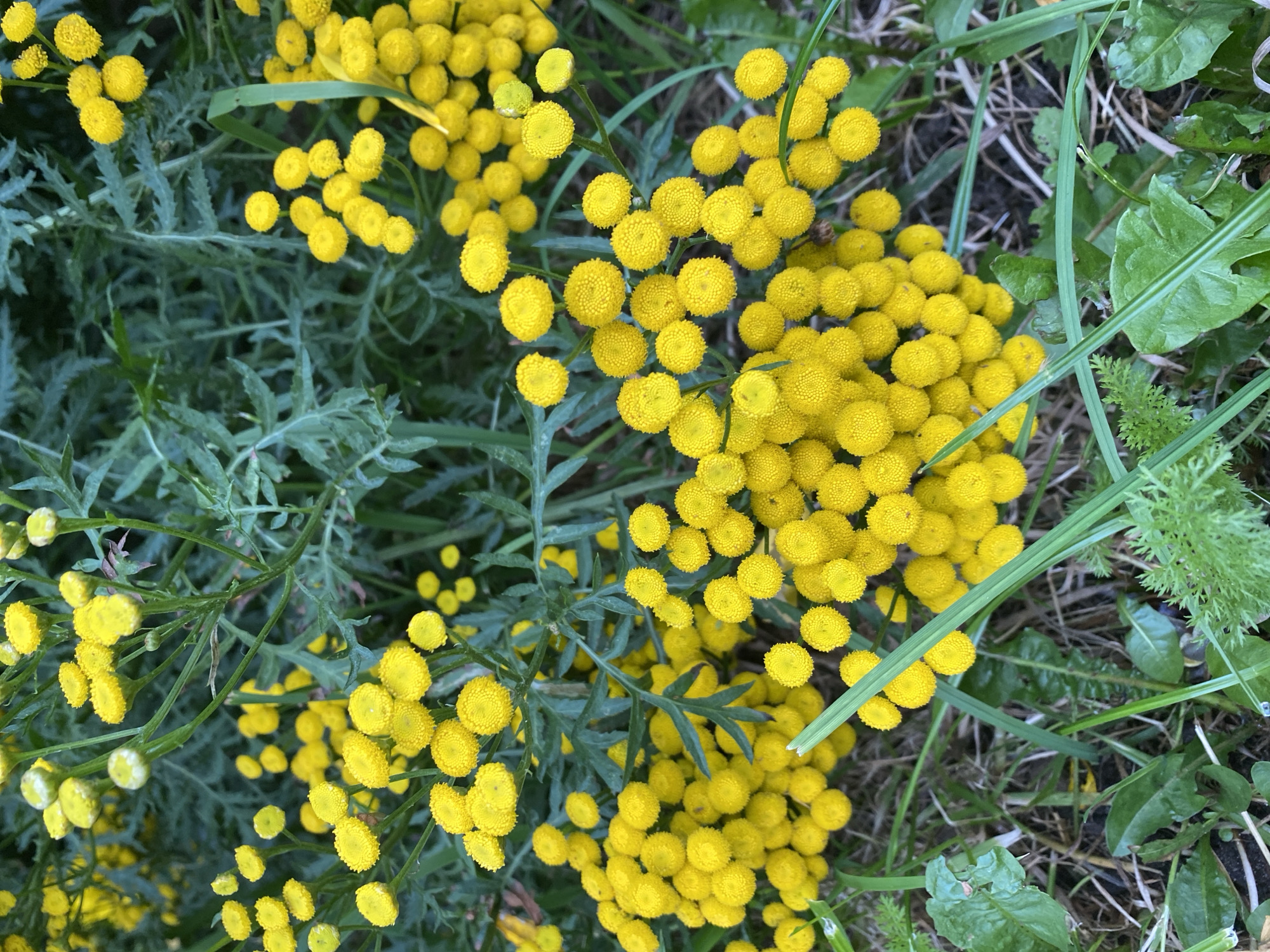 A cluster of bright yellow, button-like flowers, identified as Tansy (Tanacetum vulgare), are in full bloom, their small, dense flower heads forming spherical clusters on thin, green stems. The Tansy plants are surrounded by feathery, dark green foliage and blades of grass, with hints of dry, brown grass and soil visible beneath. The overall impression is of a natural, uncultivated patch of wildflowers, likely growing in a park, garden, or along a roadside. There are no people or animals present in the image. The lighting suggests it is daytime, possibly overcast, as there are no harsh shadows. The scene is devoid of any man-made structures or urban elements that would allow for specific identification of a location within Kaliningrad, Russia.