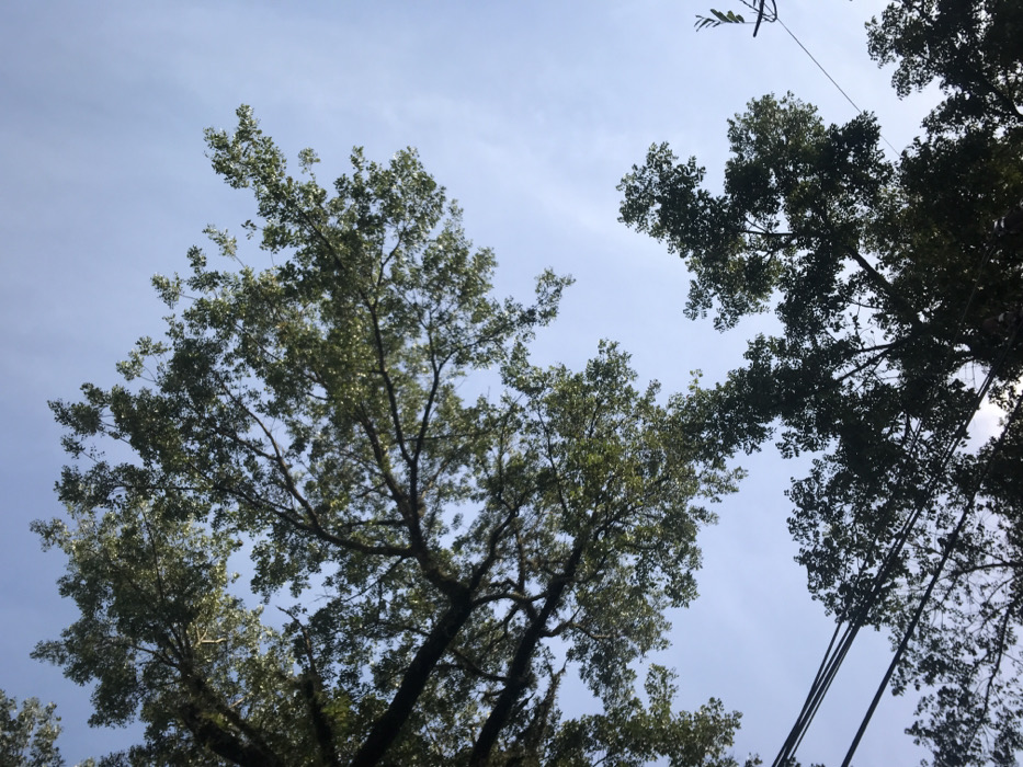 The image shows two large trees with lush green leaves against a clear blue sky. The trees are silhouetted against the sky, and the branches are intertwined. Several power lines are visible in the foreground, running across the sky. The image appears to be taken in Malang, Indonesia, at coordinates -7.971 latitude and 112.625 longitude. The light is bright, suggesting that it is daytime. There are no people or other objects visible in the scene. The environment is serene and peaceful.