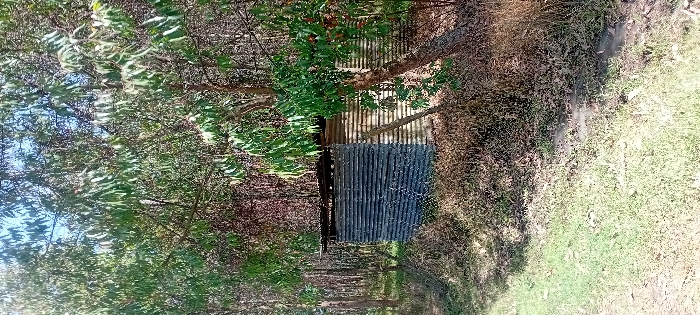 The scene shows a small corrugated metal structure nestled within a wooded area. Trees with sparse foliage frame the structure, while the ground is covered with a mix of dry grass and some green vegetation. The structure appears rudimentary, perhaps a shelter or small storage building, blending somewhat into its natural surroundings. The lighting suggests a sunny day.