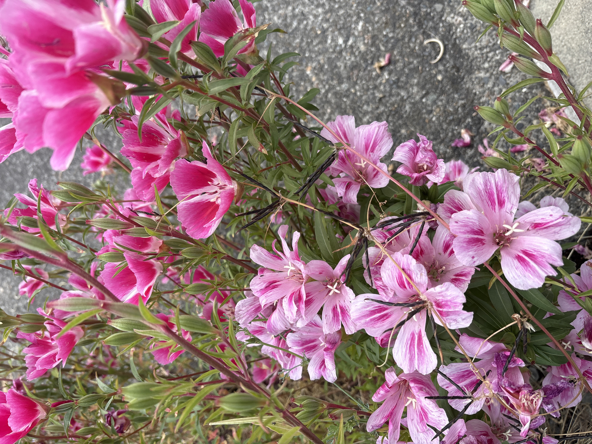 The image shows a close-up, eye-level view of a patch of blooming flowers with bright pink and white striped petals, in Beaverton, United States of America. The flowers have thin, delicate petals and a prominent stamen with white tips. Some of the flowers are in full bloom, while others are still in bud stage, showing green, pointed casings. The stems are thin and reddish-brown, with small green leaves. The background consists of rough, gray asphalt, suggesting an outdoor, urban or suburban setting. There are no people or animals visible in the frame. The overall impression is one of vibrant, natural beauty in an otherwise ordinary environment.