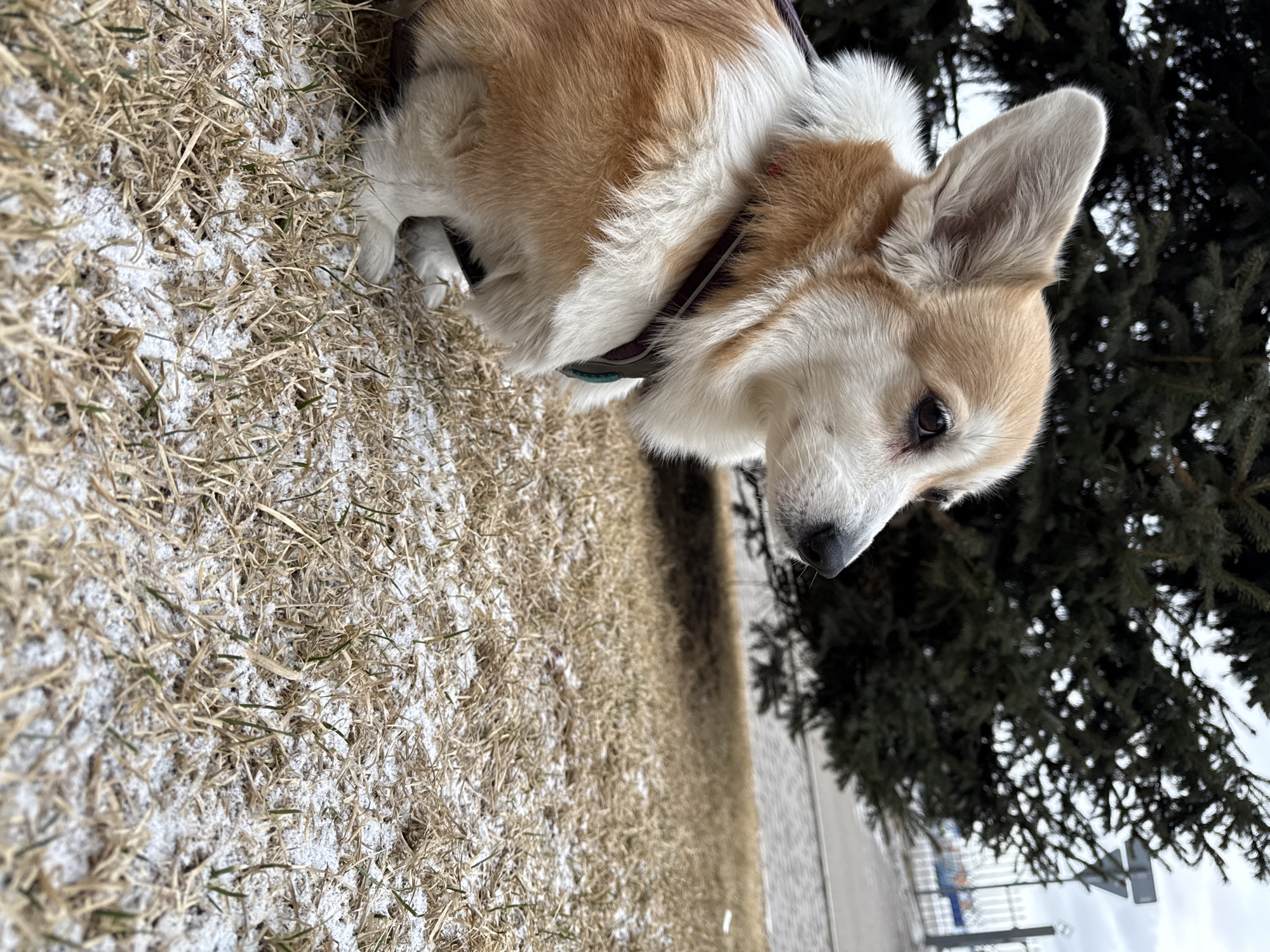 A tan and white corgi dog with a black collar is lying on a patch of dry grass lightly dusted with snow. The dog is positioned near the base of a conifer tree. In the background, a sidewalk, a partial view of a sign post, and a building are visible. The scene is outdoors under daylight conditions. The image is rotated 90 degrees counter-clockwise. Although not confirmed, the environment is consistent with the outdoor environment of the city of Krasnoyarsk, Russia.