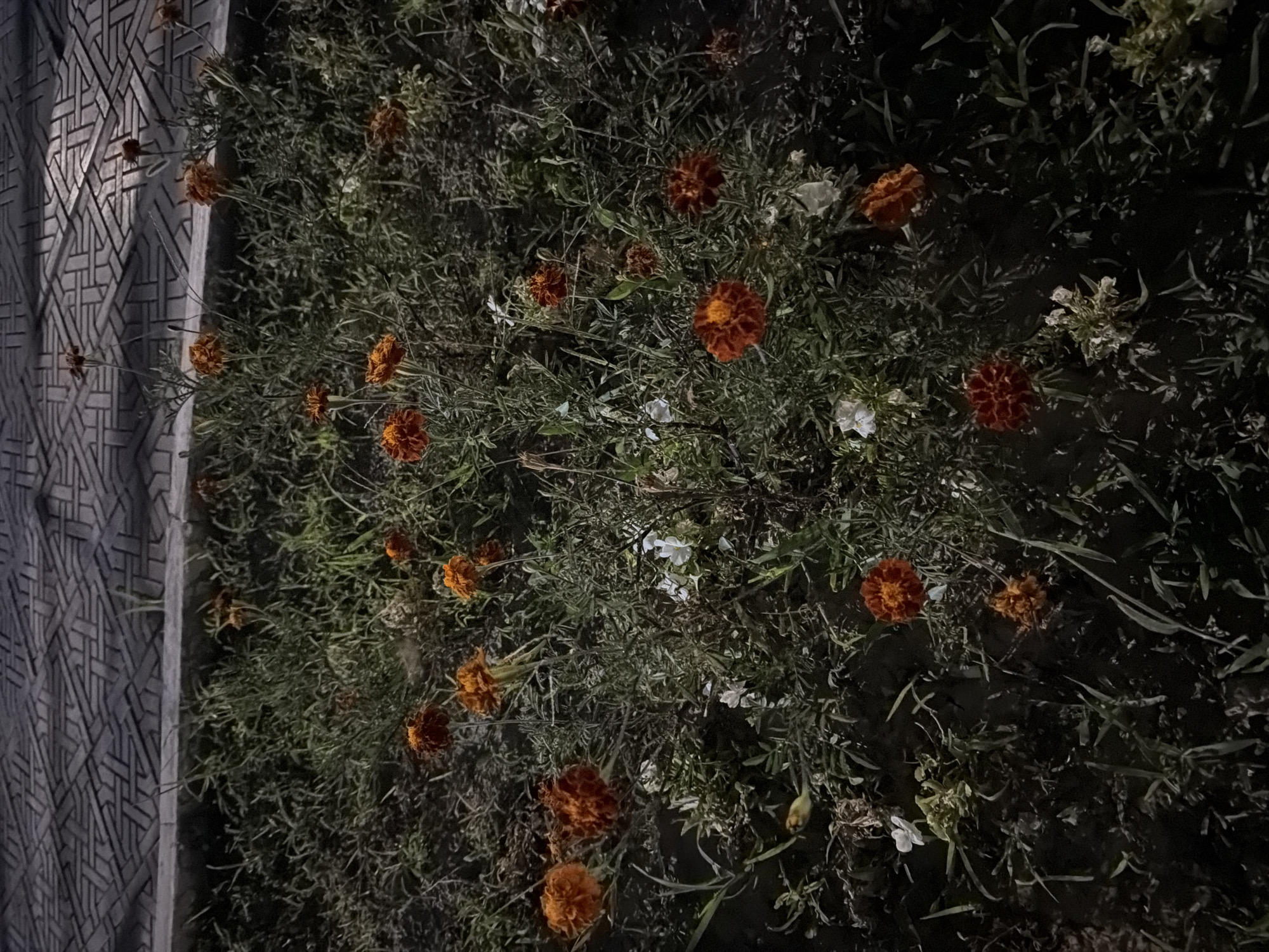 The image shows a dense cluster of marigolds, some in full bloom and others wilting, interspersed with green foliage. The flowers are predominantly orange and red, with some appearing faded or dried. A paved area with a patterned texture, possibly a walkway or tiled surface, is visible on the left side of the frame, running vertically along the edge of the foliage. The lighting suggests it is nighttime, as the scene is dimly lit with shadows casting over the plants. The overall impression is that of a garden or roadside planting at dusk or after dark, in Shymkent, Kazakhstan. There are no people or text visible in the image.