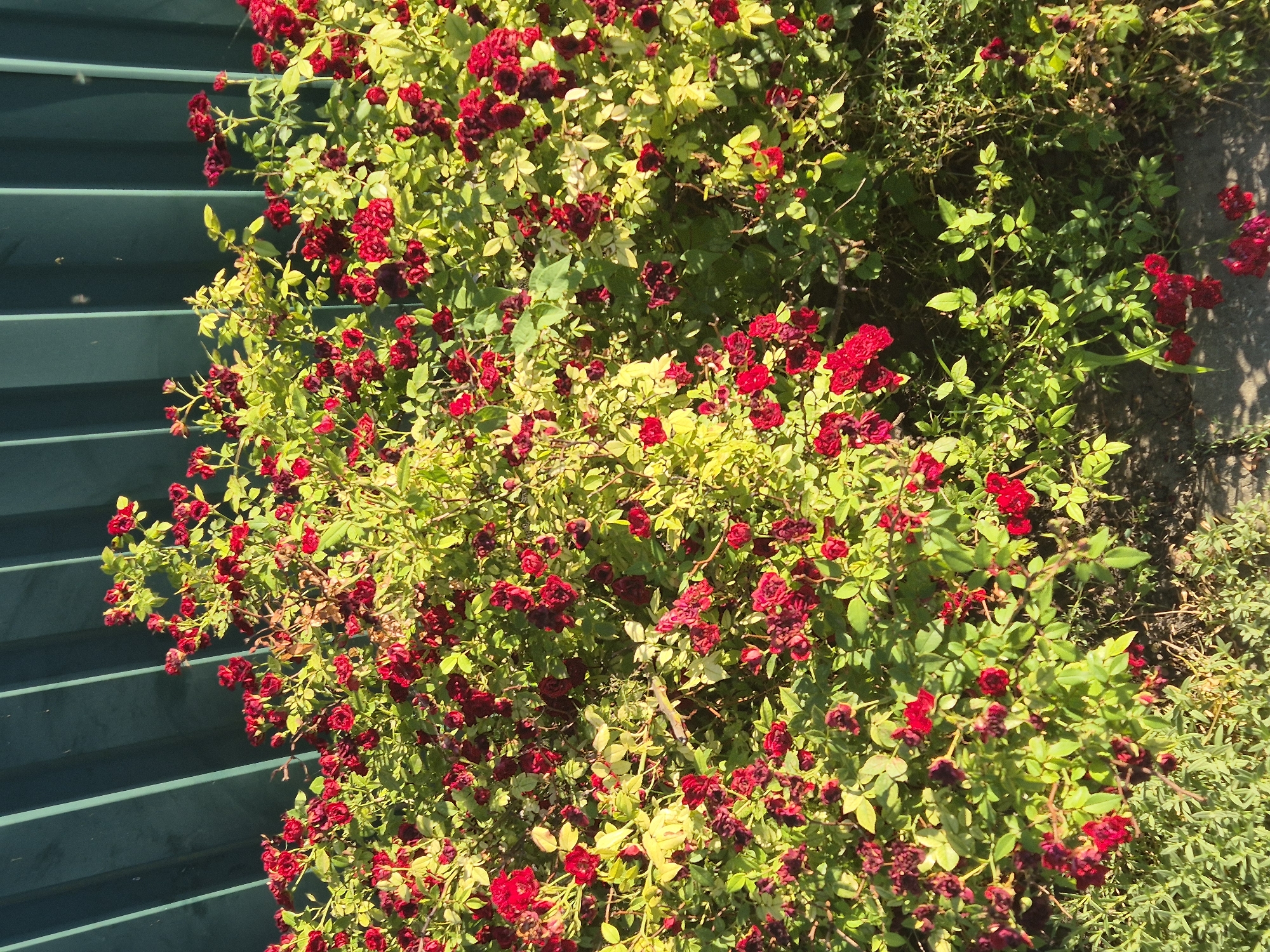 A vibrant bush of red roses, some fully bloomed and others in bud, is captured in a sunlit, outdoor setting. The roses are densely packed, their rich red petals contrasting with the various shades of green leaves, some of which appear slightly yellowed, suggesting either a transition of seasons or a need for water. The bush is positioned against a backdrop of dark green horizontal planks, possibly a fence or siding, which creates a strong geometric contrast to the organic form of the plants.
To the right of the rose bush, the ground is visible, covered with a mix of dry grass and small green plants, hinting at a natural or partially cultivated landscape. The lighting indicates it's daytime, with bright sunlight casting shadows and highlighting the textures of the leaves and petals. The overall impression is one of a lively, abundant garden, possibly in a rural or suburban area. The location context provided as Sozonivka, Ukraine, adds a geographical specificity to the scene, suggesting it is a view from that region. There is no visible text in the image.