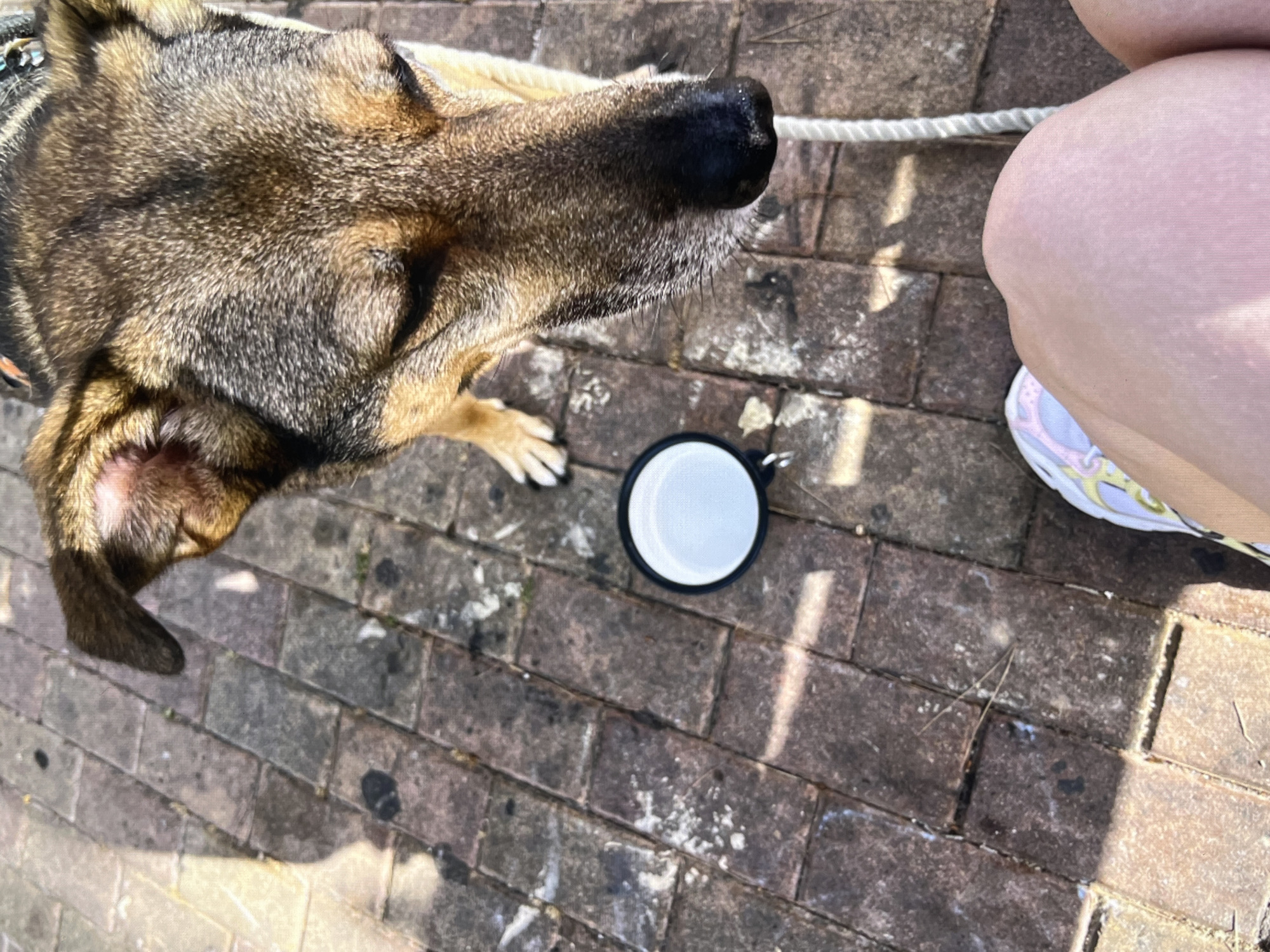 A close-up, overhead shot shows a dog's head and upper body as it looks down towards a white bowl of water on a brick patio. The dog has brown and black fur with tan markings on its face and ears. A white leash is visible to the right of the dog. In the foreground, a person's bare leg and knee are visible, along with a white sneaker with pastel-colored accents. The brick patio appears to be in a shaded area, with sunlight casting shadows across the bricks. The scene is set outdoors, likely on a warm day, suggesting a location such as a park or an outdoor seating area in Torrevieja, Spain.