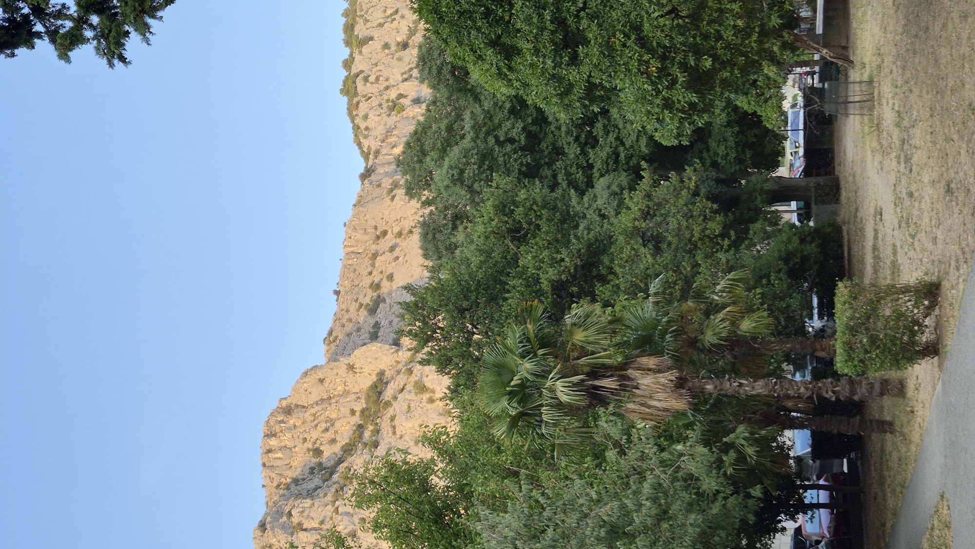 This is a vertical, medium-distance, eye-level, outdoor photograph taken in the city of Unknown. The scene depicts a park area with a mountain range in the background under a clear blue sky. In the foreground, there is a paved walkway on the left and a grassy area with dry, yellowed grass. A trimmed green hedge is situated in the middle ground. Beyond the hedge, several palm trees and other lush green trees form a dense canopy. In the far background, beyond the trees, a rocky, light-colored mountain range is visible, illuminated by the sun. The base of the mountain has sparse vegetation. A small, faint white speck, possibly a distant bird or a lens artifact, is visible in the upper left portion of the sky. On the left side of the image, behind the trees, several parked cars are partially visible. The overall lighting suggests it is late afternoon or early morning, with the sun casting a warm glow on the mountain.