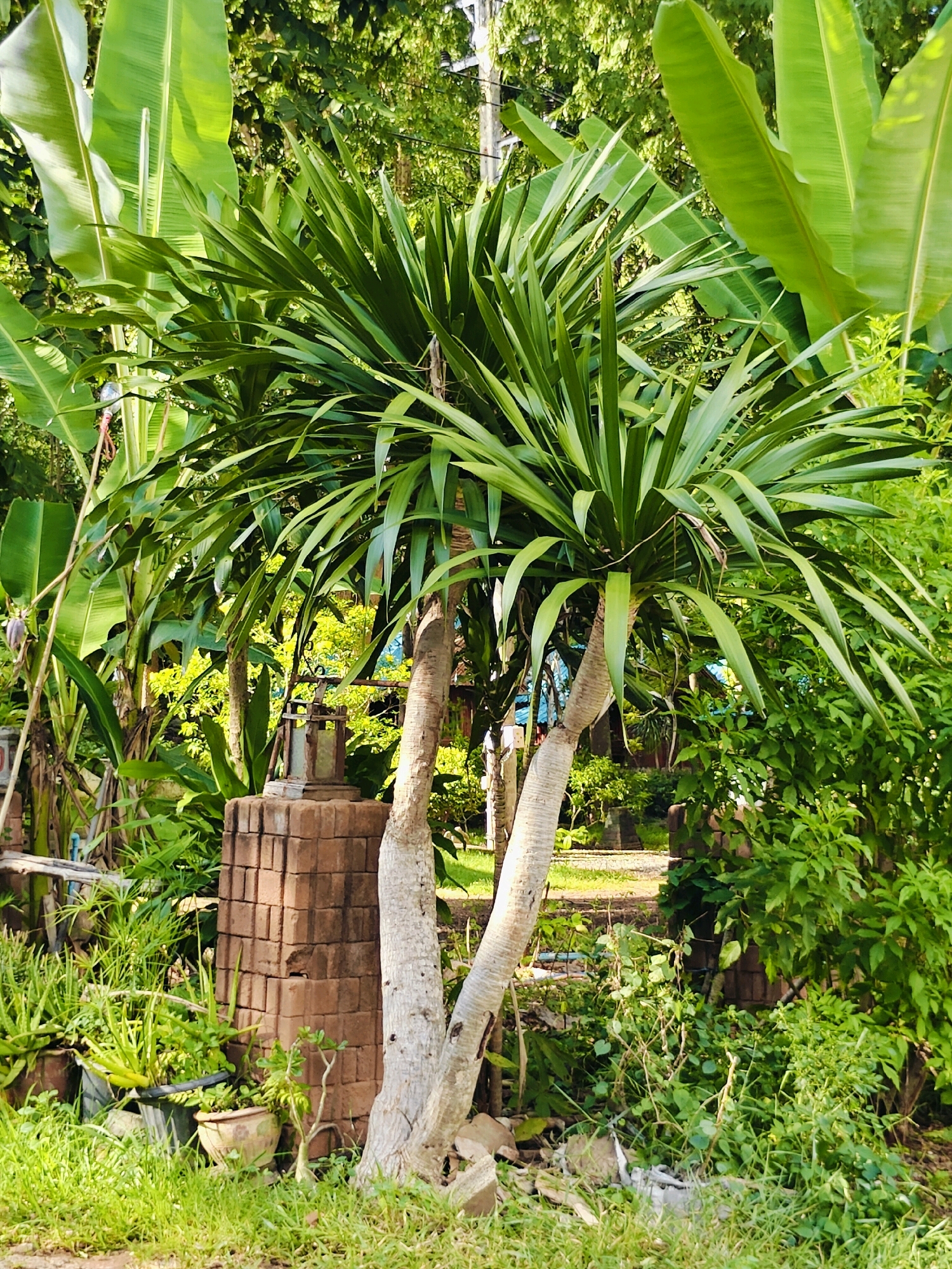 In Khao Yai, Thailand, a Dracaena reflexa, commonly known as reflexed dragon tree, stands tall in a lush, green environment. The tree's trunk splits into two main branches, each supporting a dense crown of long, sword-like leaves. The leaves are a vibrant green, tapering to a point and arching gracefully outwards.
Surrounding the Dracaena are various other plants, including large banana leaves that create a tropical backdrop. Smaller green bushes and potted plants, such as aloe vera, add texture and variety to the scene.
In the foreground, a brick column with a weathered lantern on top is visible. The ground is covered with short, green grass. The overall atmosphere is one of natural beauty and tranquility, typical of the verdant landscapes found in Khao Yai. The lighting suggests it is daytime, with sunlight filtering through the dense foliage.
