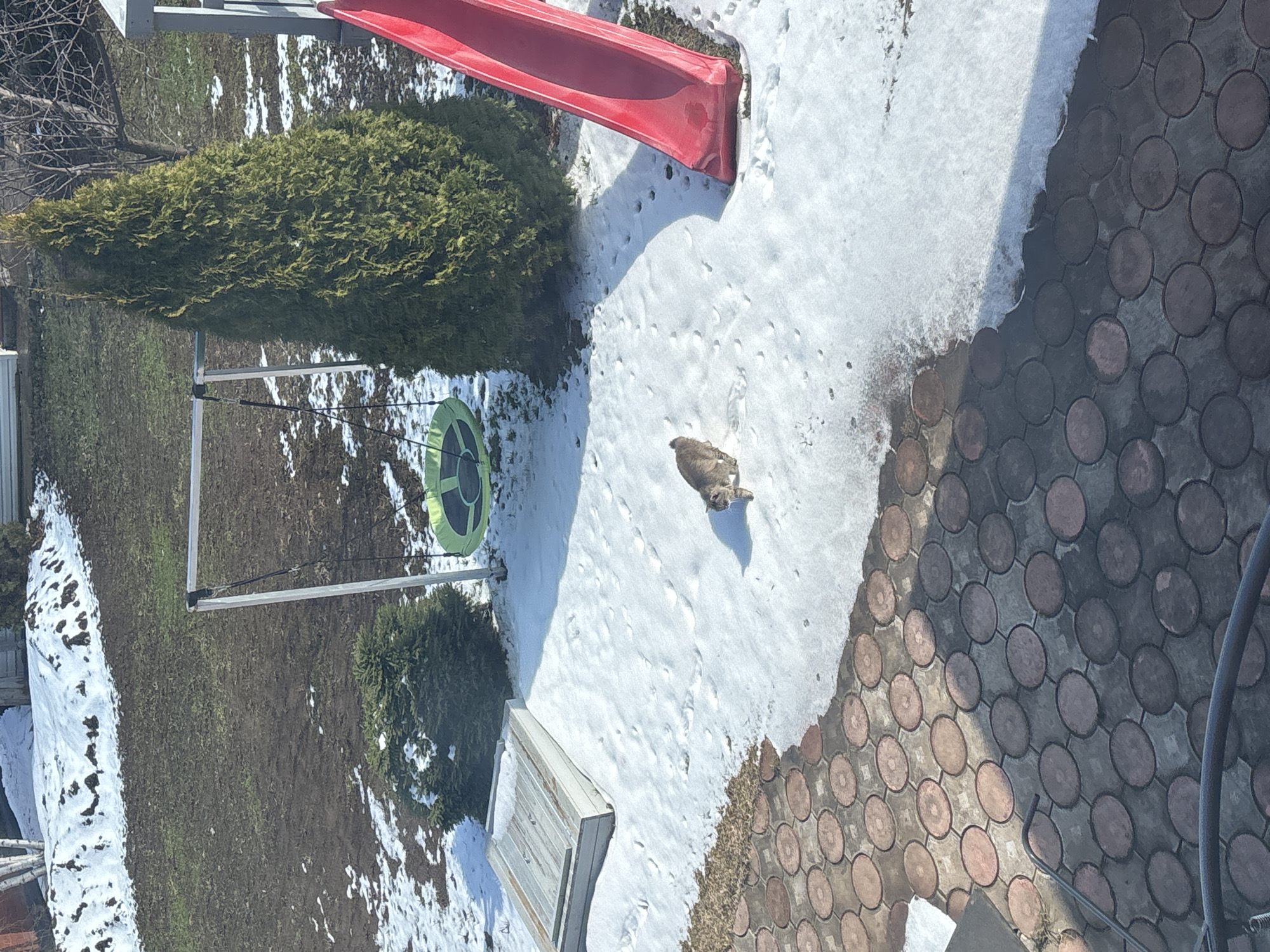 The image shows a backyard with melting snow on a sunny day. A red slide sits atop a snow-covered patch next to a tall evergreen. A circular green swing hangs nearby. A brown rabbit is in the snow between the slide and a paved area of circular bricks. Patches of grass and bare ground are visible, indicating the receding snow. A swing set is next to grass.