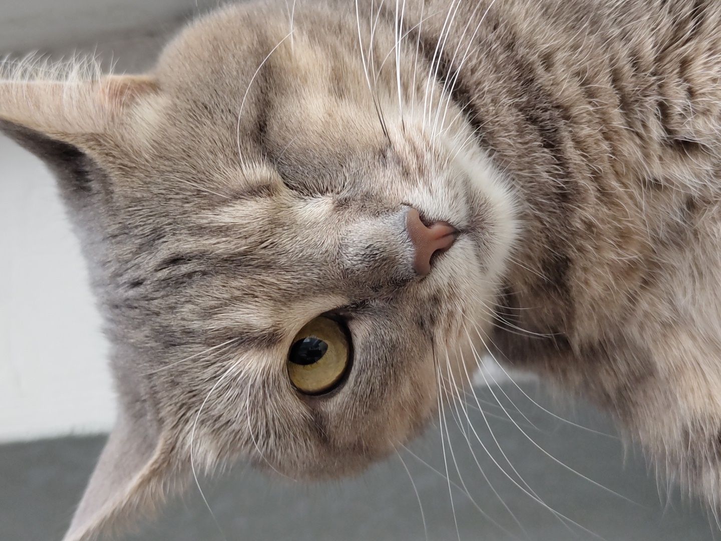 A close-up, eye-level, medium shot captures the face of a tabby cat. The cat is facing forward, with its left eye open and its right eye closed in a wink. The cat's fur is a mix of grey, brown, and white, with tabby stripes visible on its forehead and cheeks. Its nose is a light pink color, and its whiskers are long and white. The background is a soft, out-of-focus blur of light grey. The image is well-lit, with natural light illuminating the cat's face. The shallow depth of field draws attention to the cat's expressive eye and facial features.