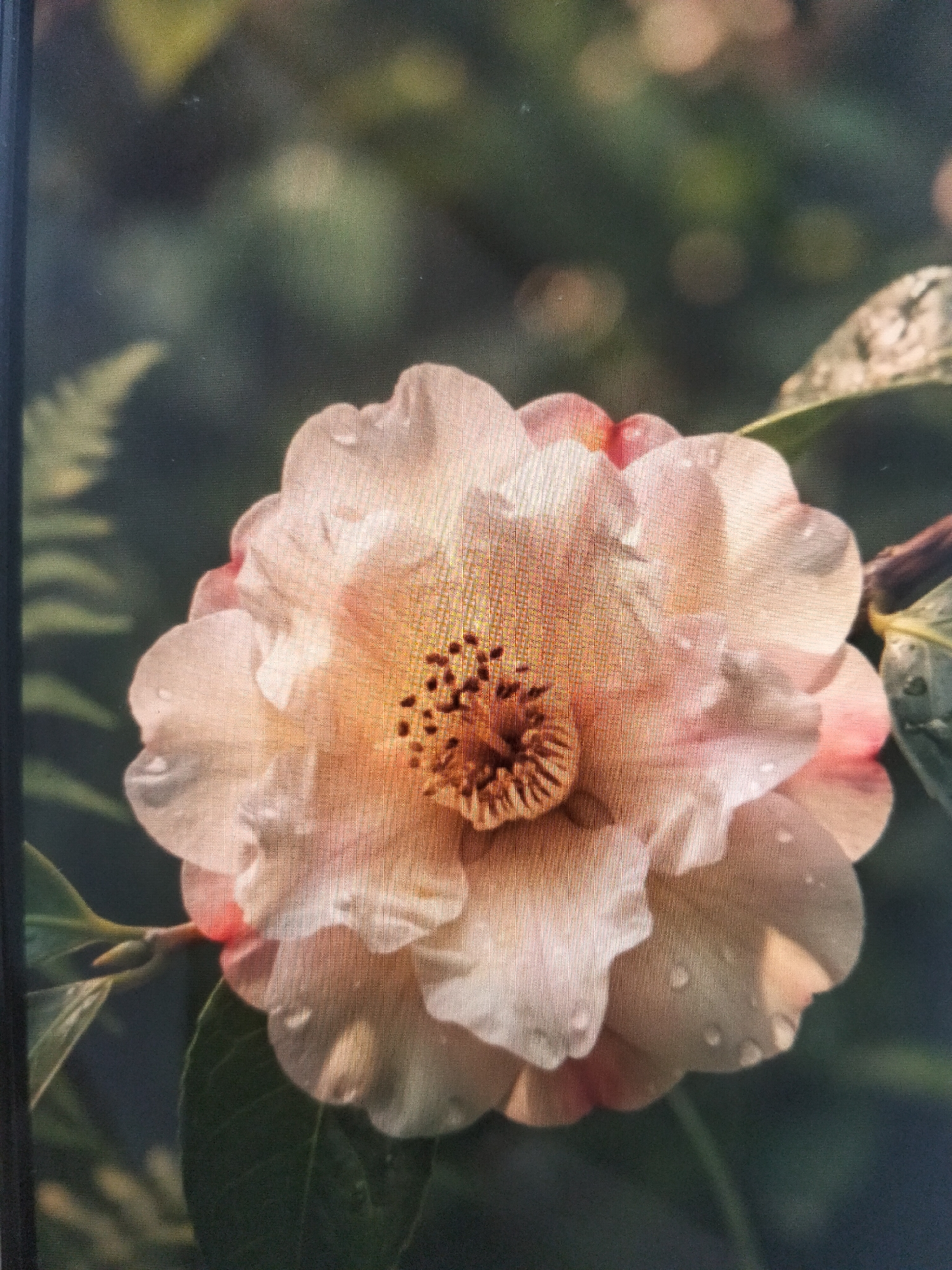 A close-up, slightly blurry photograph shows a light pink camellia flower with water droplets on its petals. The flower has ruffled petals and a prominent stamen cluster in the center. The background is a dark, out-of-focus green with some blurry bokeh lights. The image is taken outdoors, possibly in a garden, given the presence of leaves and the natural lighting. There is no information available about the location in the city of Payagaboh, Indonesia.
