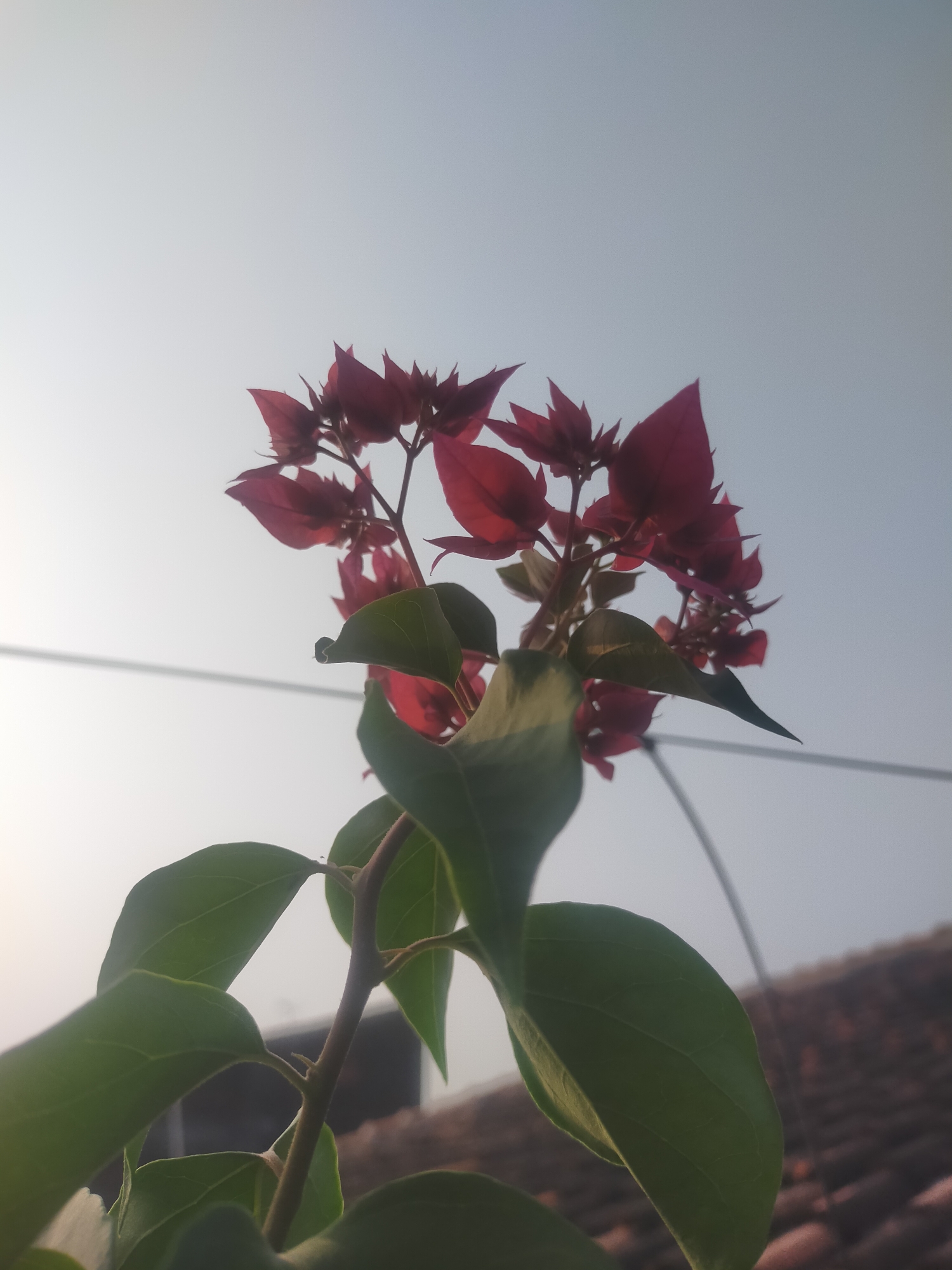 A close-up, low-angle shot focuses on a vibrant spray of pink bougainvillea flowers and green leaves against a hazy, pale sky. The flowers, clustered at the top of the frame, exhibit a deep fuchsia hue, with delicate, pointed petals. Below them, broad, ovate green leaves dominate the lower portion of the image, some catching the light and appearing almost translucent. The stem of the plant is visible, a reddish-brown color. In the background, a thin wire runs horizontally across the frame. Further back, out of focus, is the reddish-brown tile roof of a building, suggesting an urban or semi-urban environment, possibly within Tegalandong, Indonesia. The overall atmosphere is one of diffused light, possibly indicating early morning or late afternoon. There are no people or animals present.